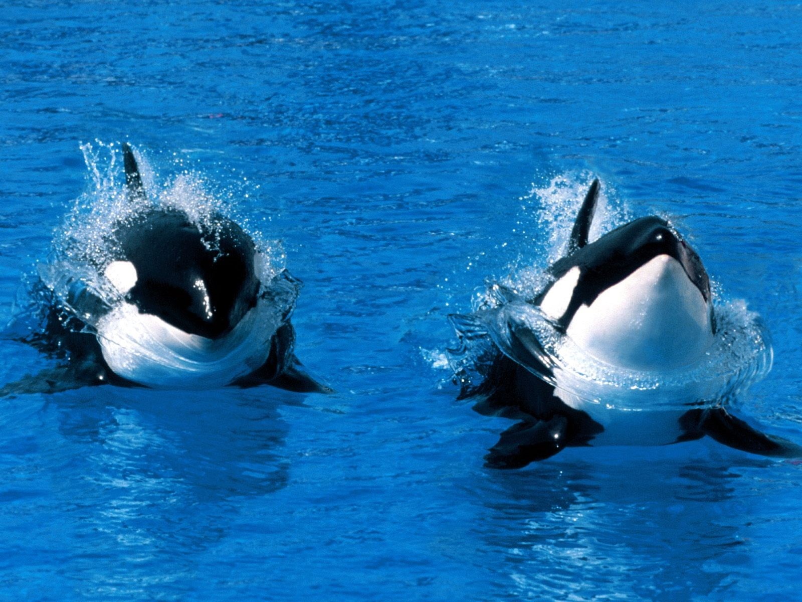 day, animals, no people, animal, togetherness, two animals, water, swimming, group of animals, aquatic mammal, animal mouth, animal family, outdoors, animal themes, HD Wallpaper