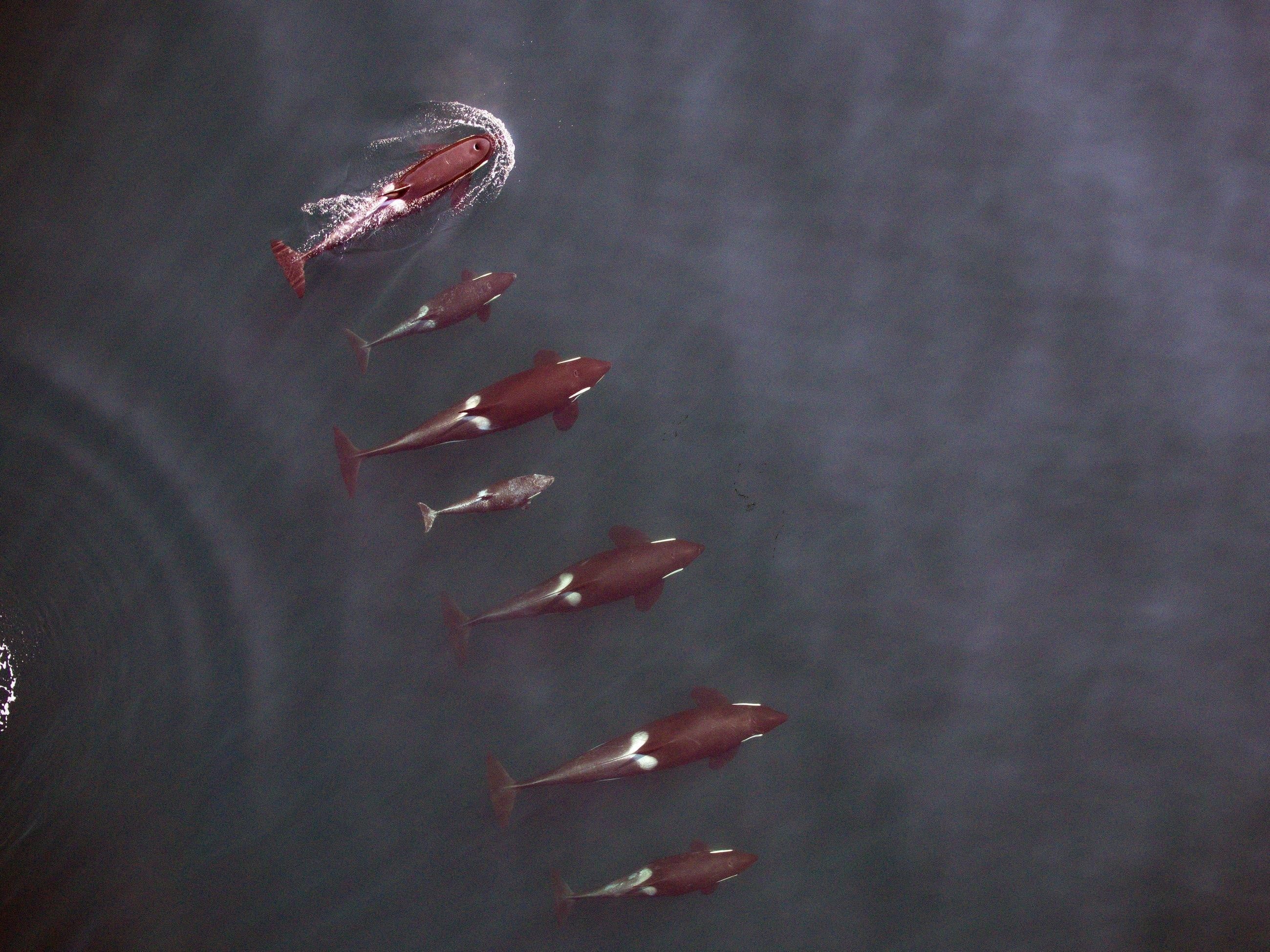 sport, 2K, animal, nature, waterfront, day, group of animals, whales, water, no people, animal wildlife, swimming, outdoors, killer, high angle view, animals in the wild, HD Wallpaper