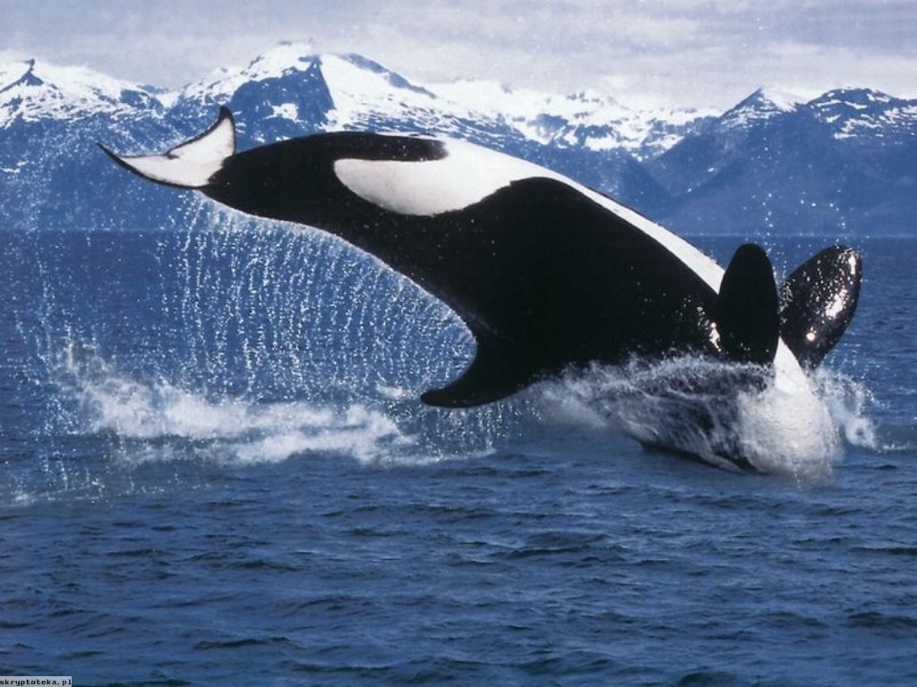 whale, orca, sea, animals, water, 480P, HD Wallpaper
