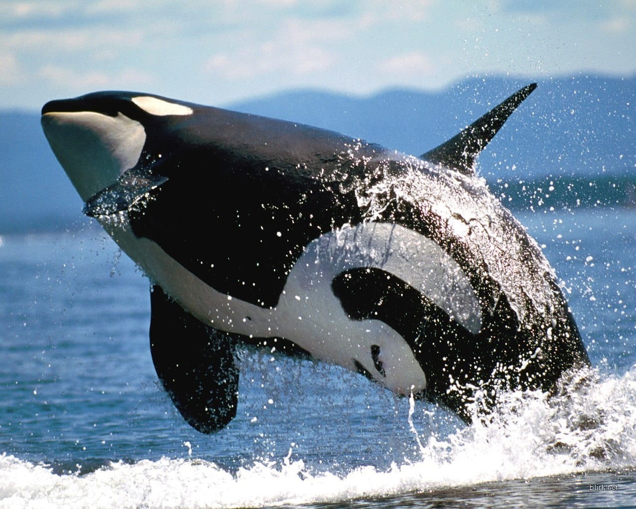 marine, 720P, animals, animal, animal themes, mammal, splashing, vertebrate, orca, splashes, animals in the wild, sea, motion, nature, no people, one animal, HD Wallpaper