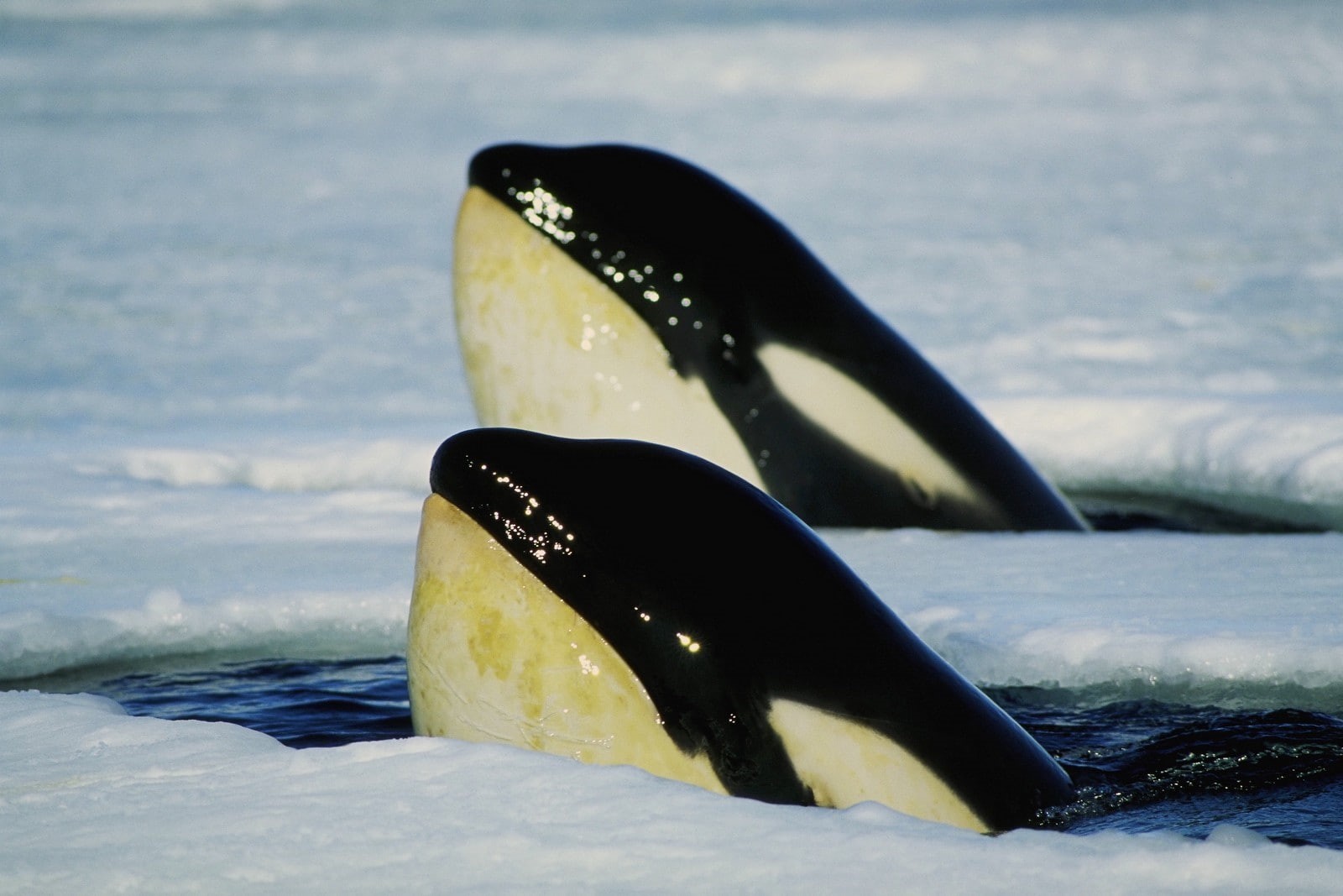 orca, water, 720P, whale, animals, HD Wallpaper