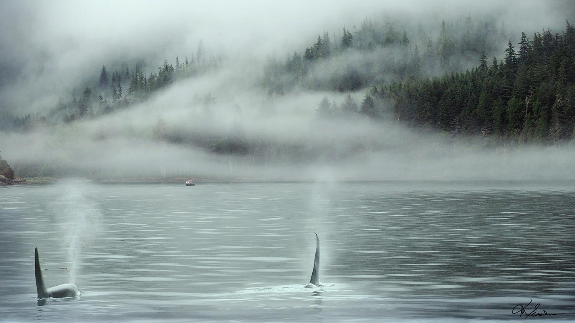 nature, tree, scenics - nature, tranquility, tranquil scene, cloud - sky, sky, canada, lake, whale, water, fog, no people, environment, morning, orcas, HD Wallpaper
