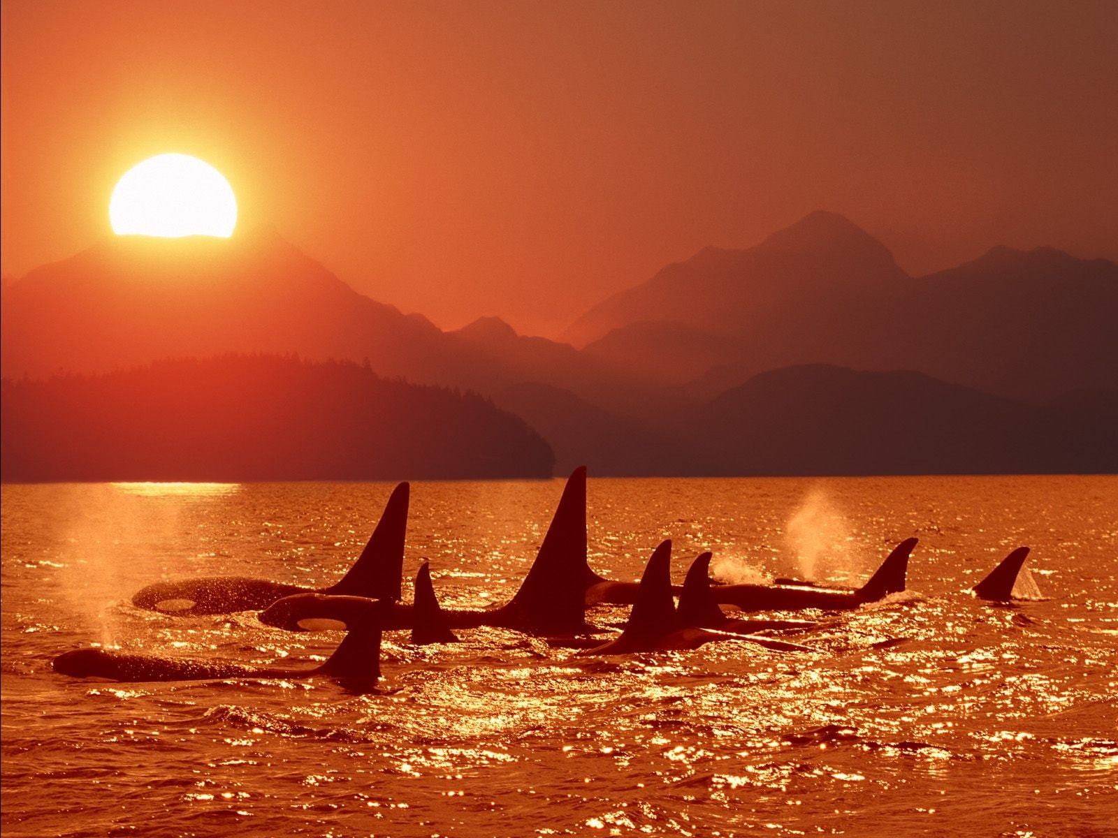 sunset, Orcas, 720P, sea, HD Wallpaper