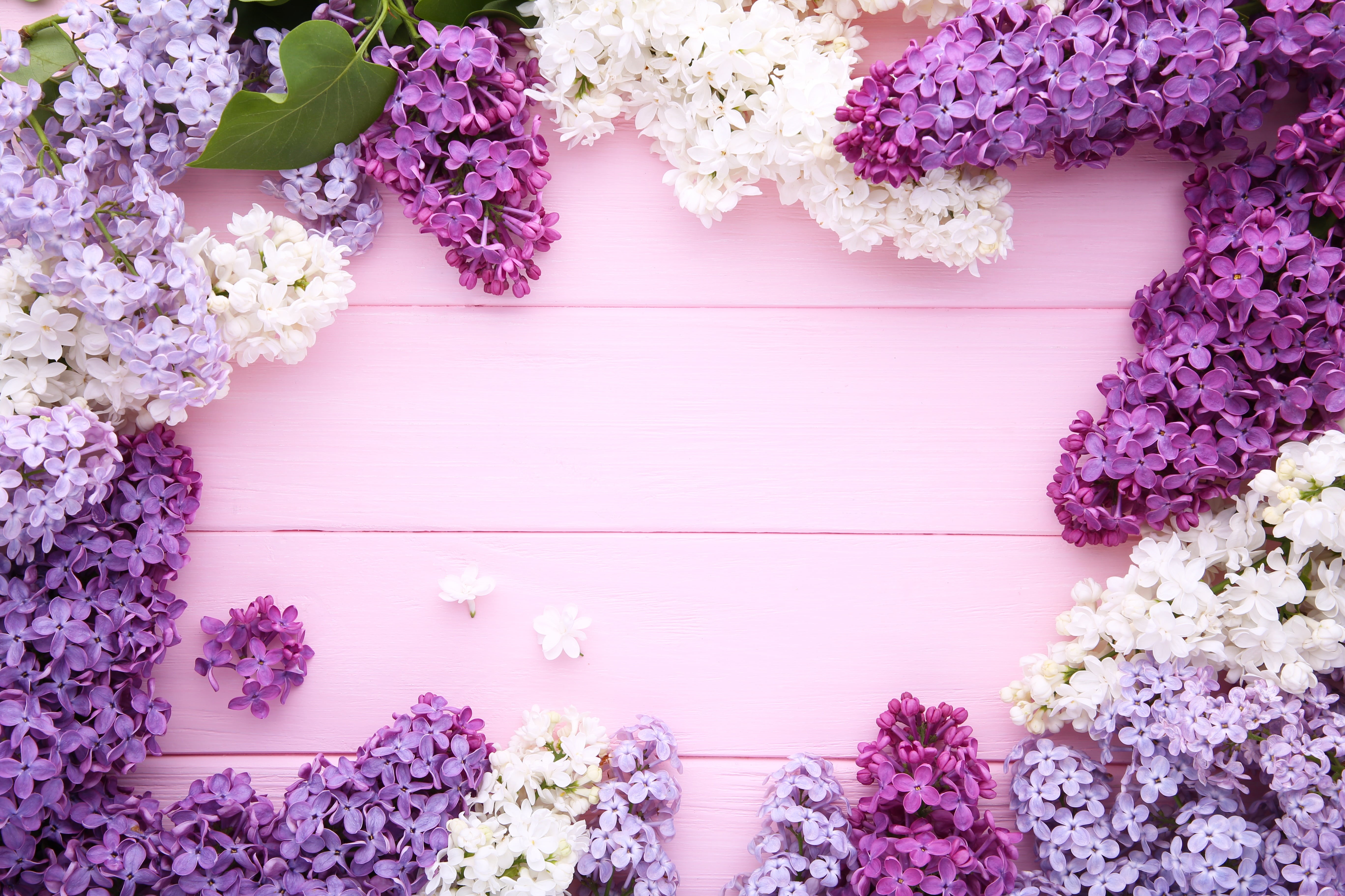wood, 5K, flowers, lilac, background, purple, HD Wallpaper