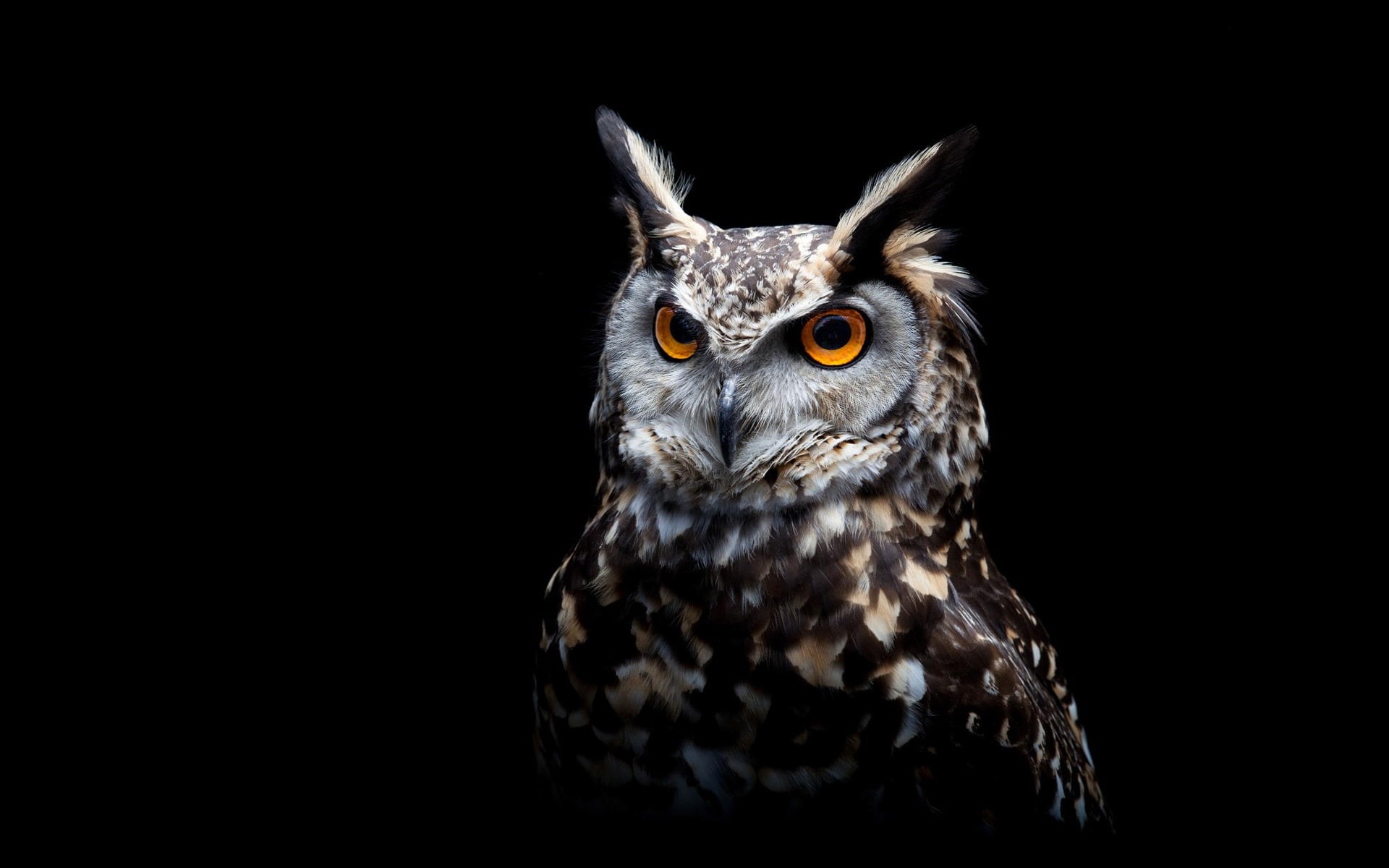 Owl, 1080P, Background, Black, HD Wallpaper