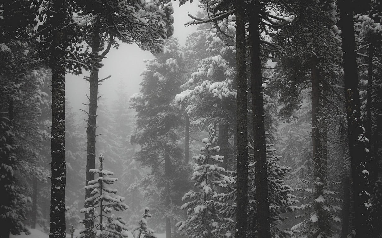 plant, landscape, land, tree, grayscale, outdoors, day, cold temperature, non-urban scene, growth, mist, tree trunk, coniferous tree, 480P, winter, photo, HD Wallpaper