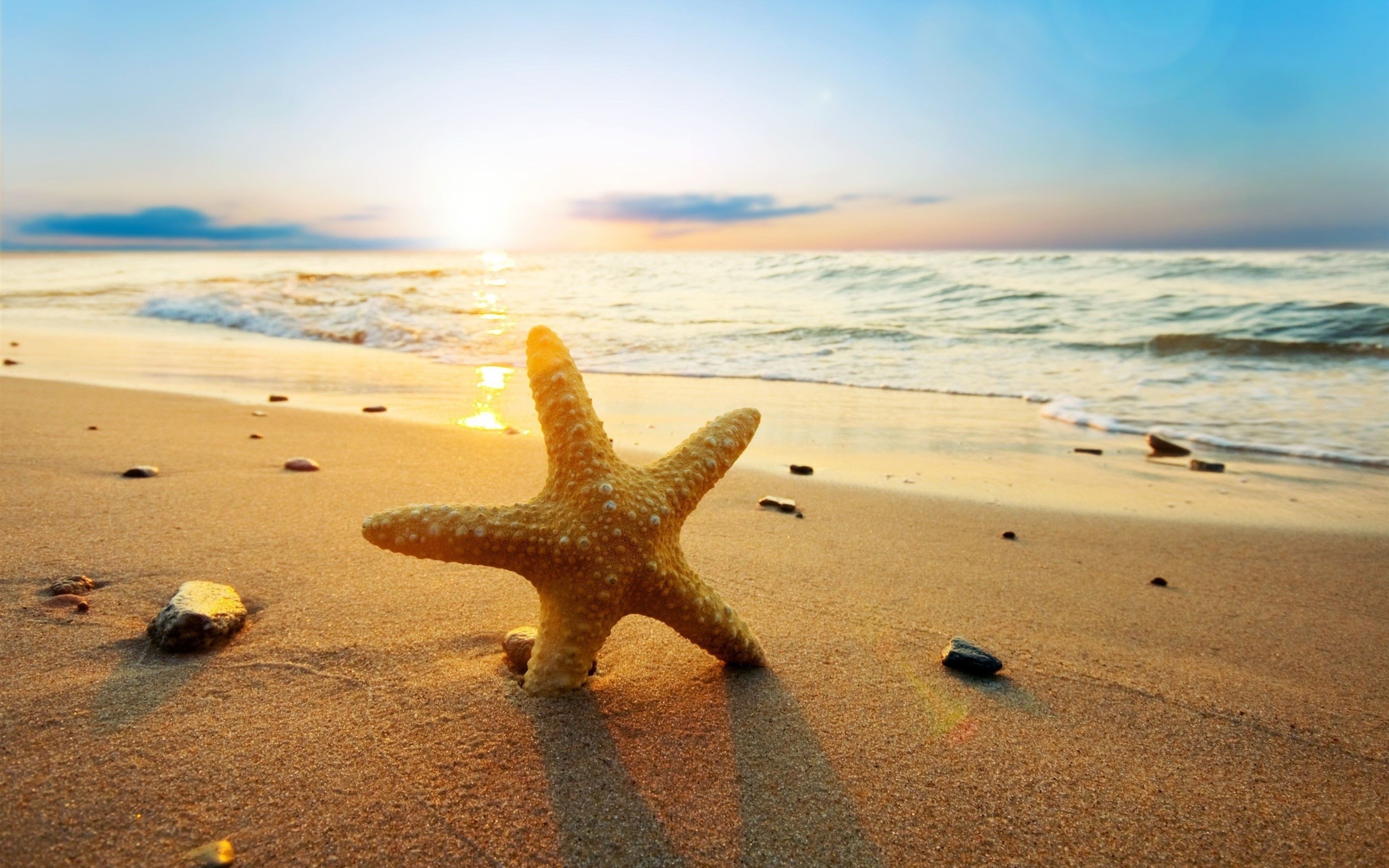 Sun, 2K, Sunset, Beach, Starfish, Sea, HD Wallpaper