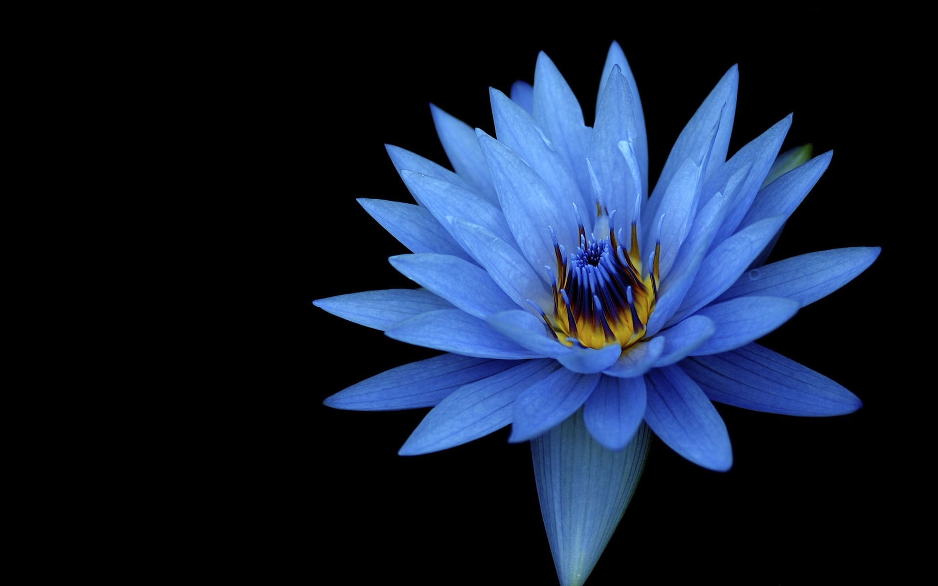 fragility, petal, purple, growth, Sony, black background, flower, beauty in nature, freshness, water lily, Stock, inflorescence, nature, vulnerability, HD Wallpaper