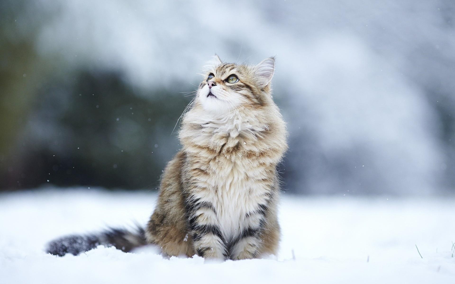 desktop, background, snow, winter, humor, flakes, 1080P, cats, HD Wallpaper