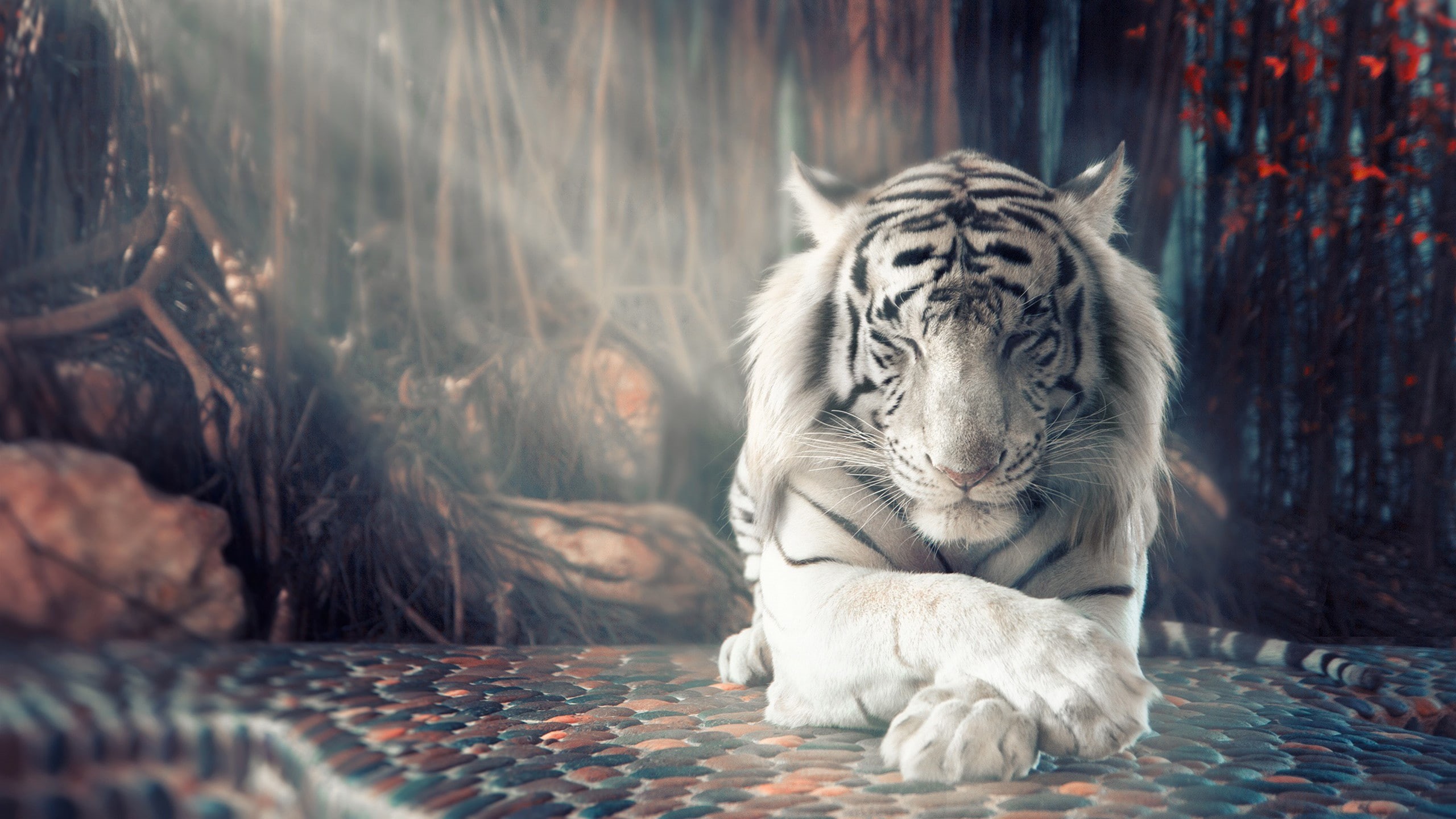 tiger, HD, 8k, white, 2K, 4k, HD Wallpaper