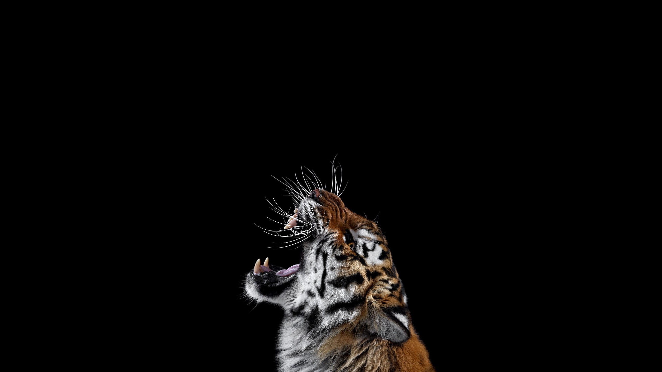 animal head, animal themes, photography, animal body part, big cats, animal, studio shot, 2K, whisker, animals in the wild, feline, close-up, HD Wallpaper