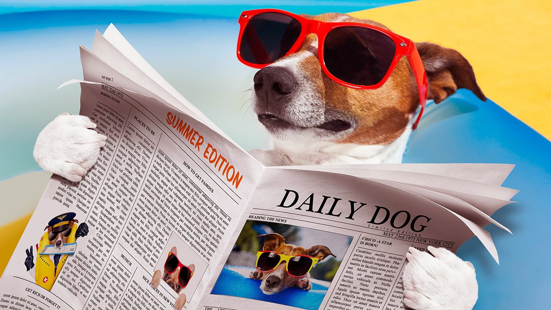 terrier, funny, eyewear, dog, newspaper, jack russel, 1080P, dog reading, sunglasses, HD Wallpaper