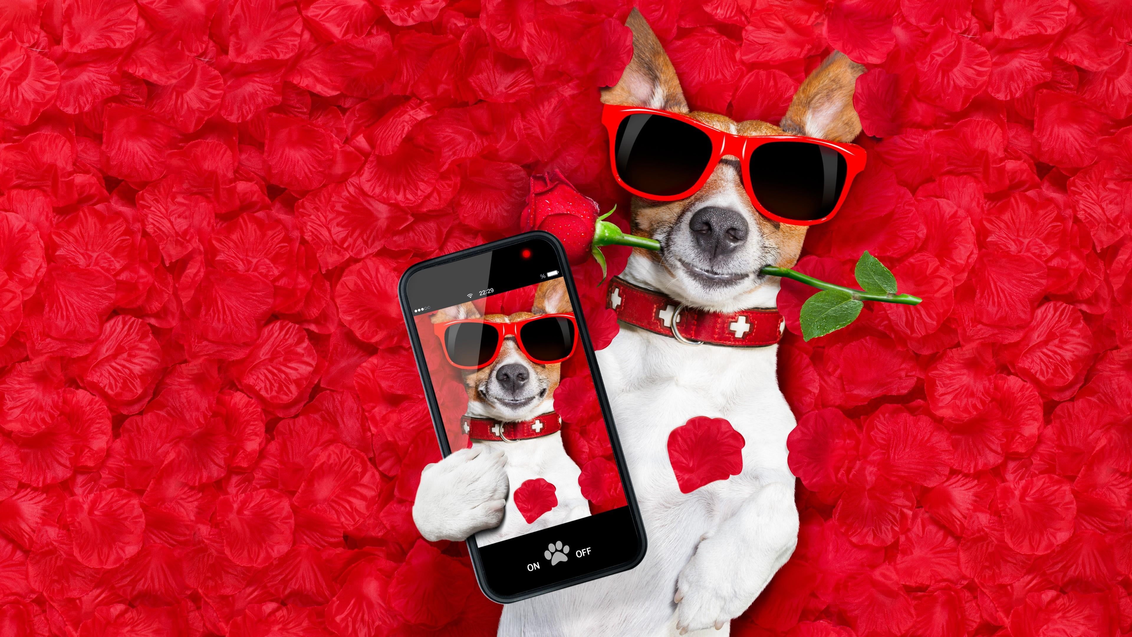 no people, 4K, animal themes, celebration, clothing, representation, eyewear, canine, petal, photo, small, white color, red rose, glasses, terrier, holiday, HD Wallpaper
