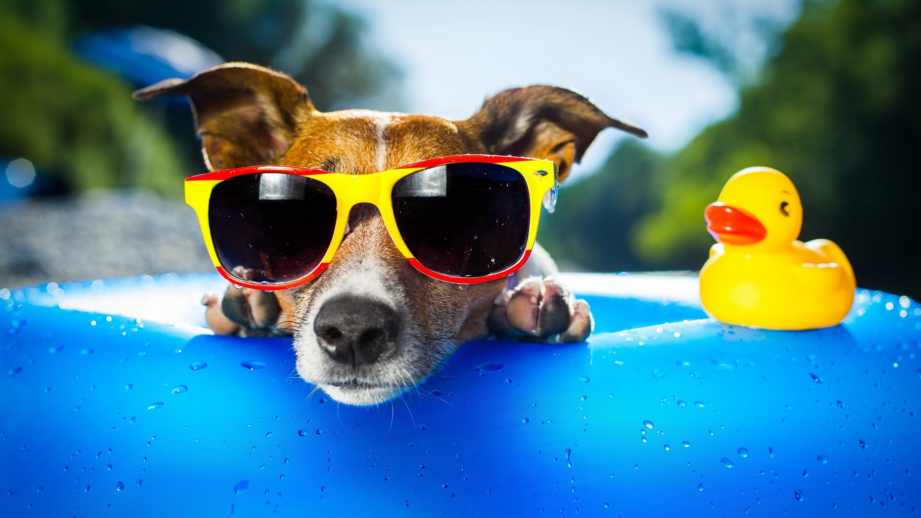 blue, domestic animals, glasses, focus on foreground, frame, one animal, swimming pool, white, brown, fun, mammal, 2K, animal, canine, humor, domestic, HD Wallpaper