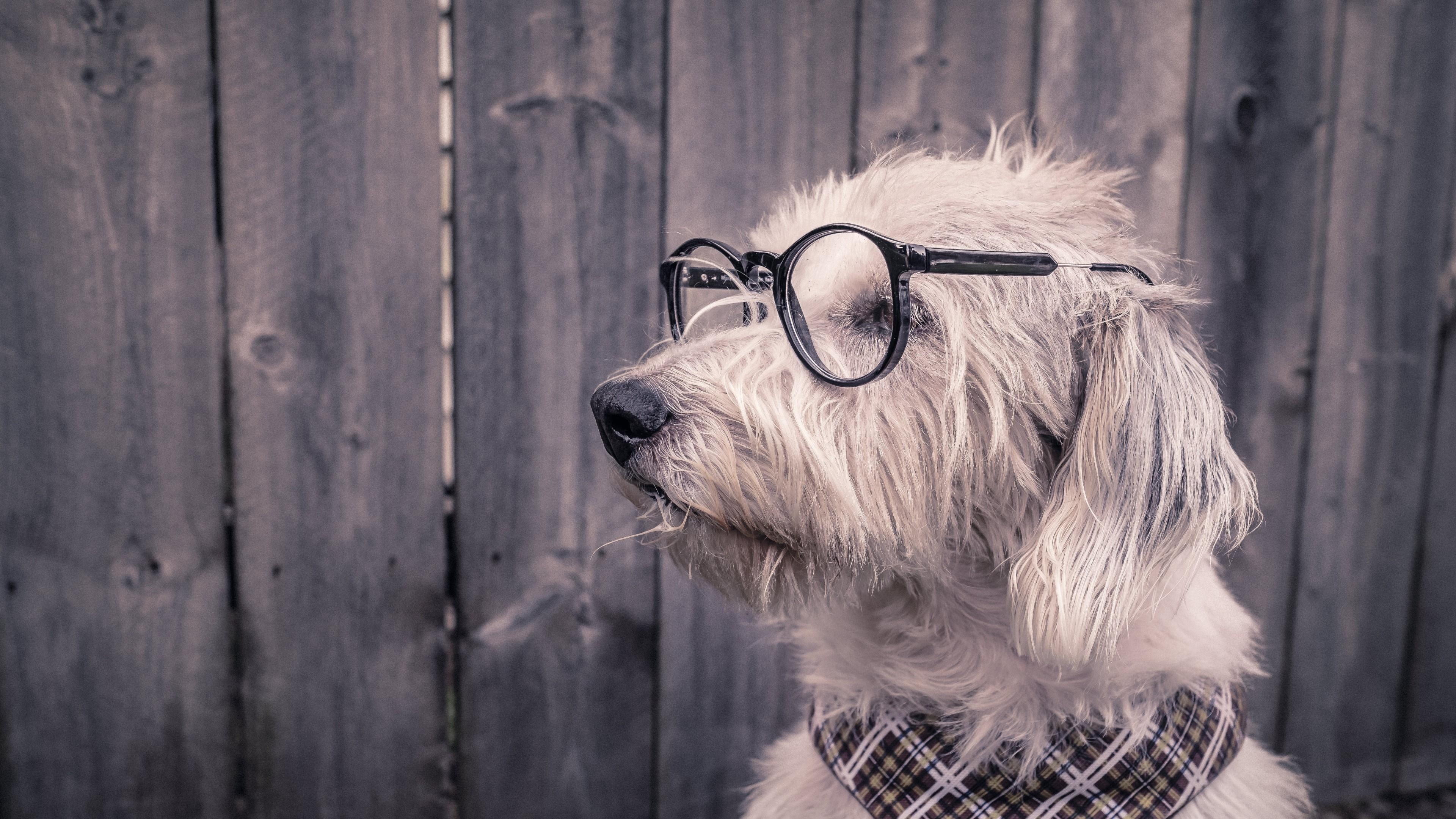 black and white, fur, 4K, scarf, dog, eyewear, glasses, funny, HD Wallpaper