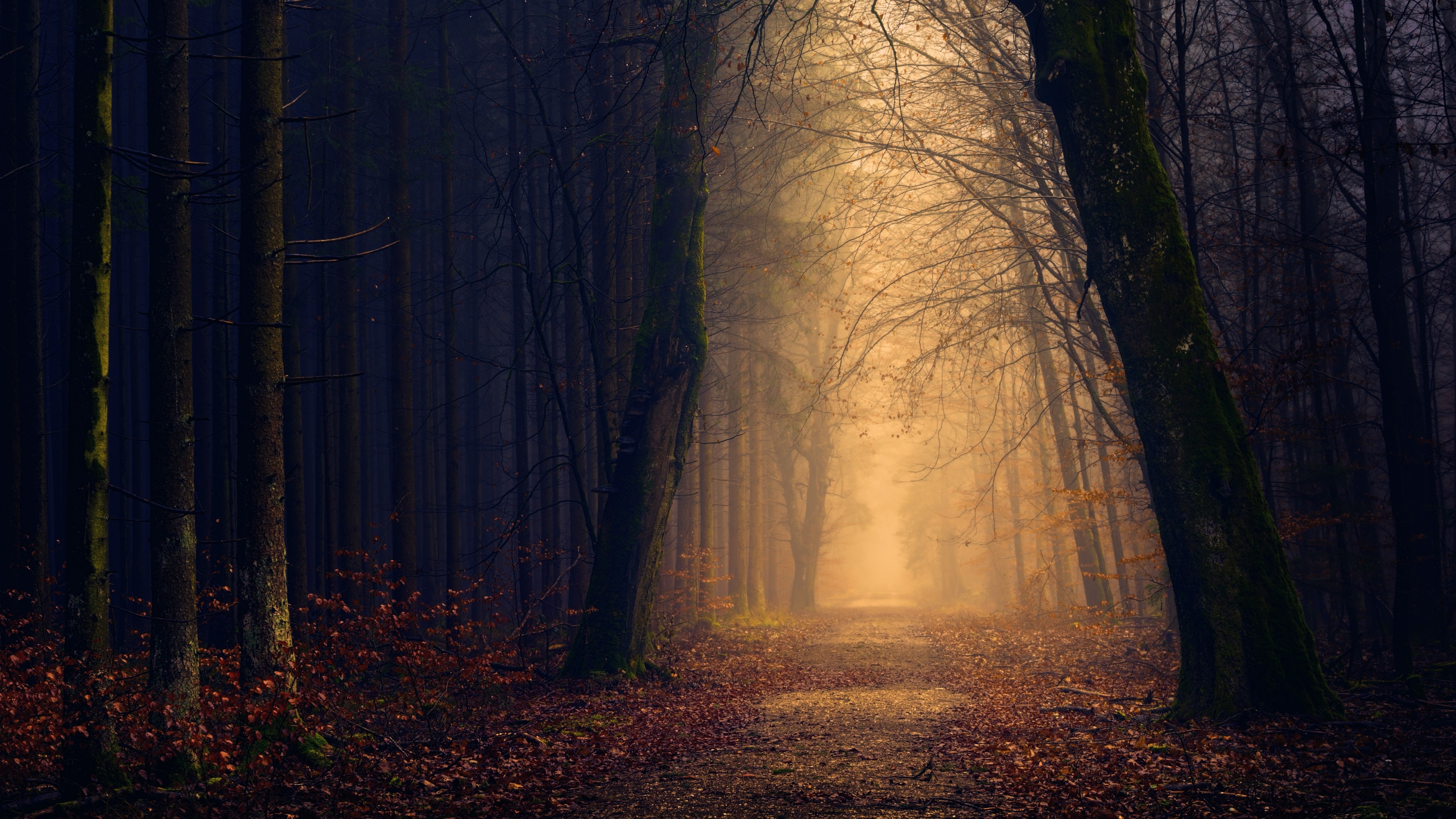 pathway, 5K, nature, woodland, trees, twilight, forest, autumn, 5k, park, darkness, thick forest, forest path, tree, 5k uhd, walkway, creepy, 5k ultrahd, HD Wallpaper