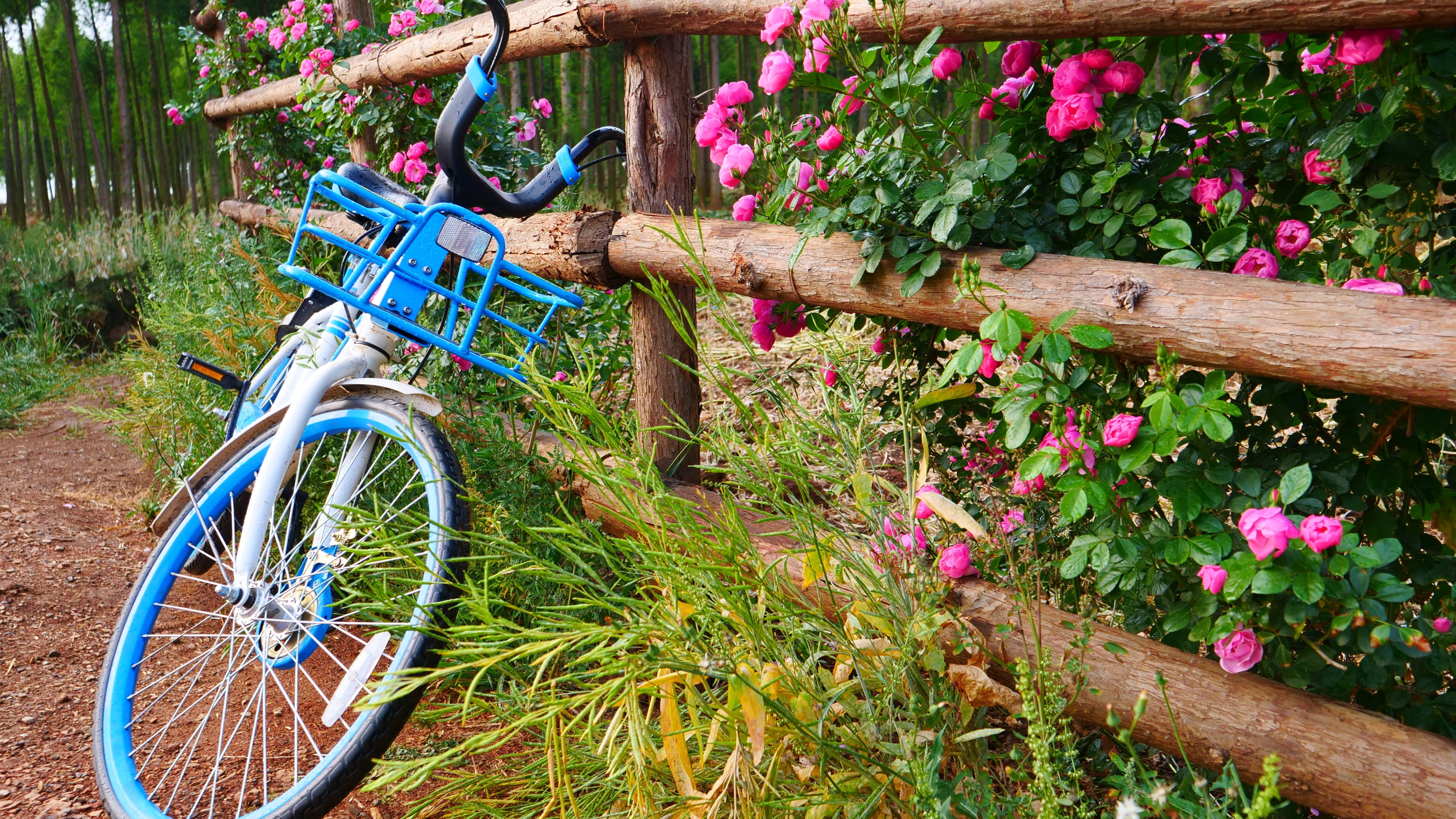 flower, wood - material, beauty in nature, land vehicle, outdoors, stationary, bike, spoke, wheel, flowers, mode of transportation, tree, land, no people, HD Wallpaper