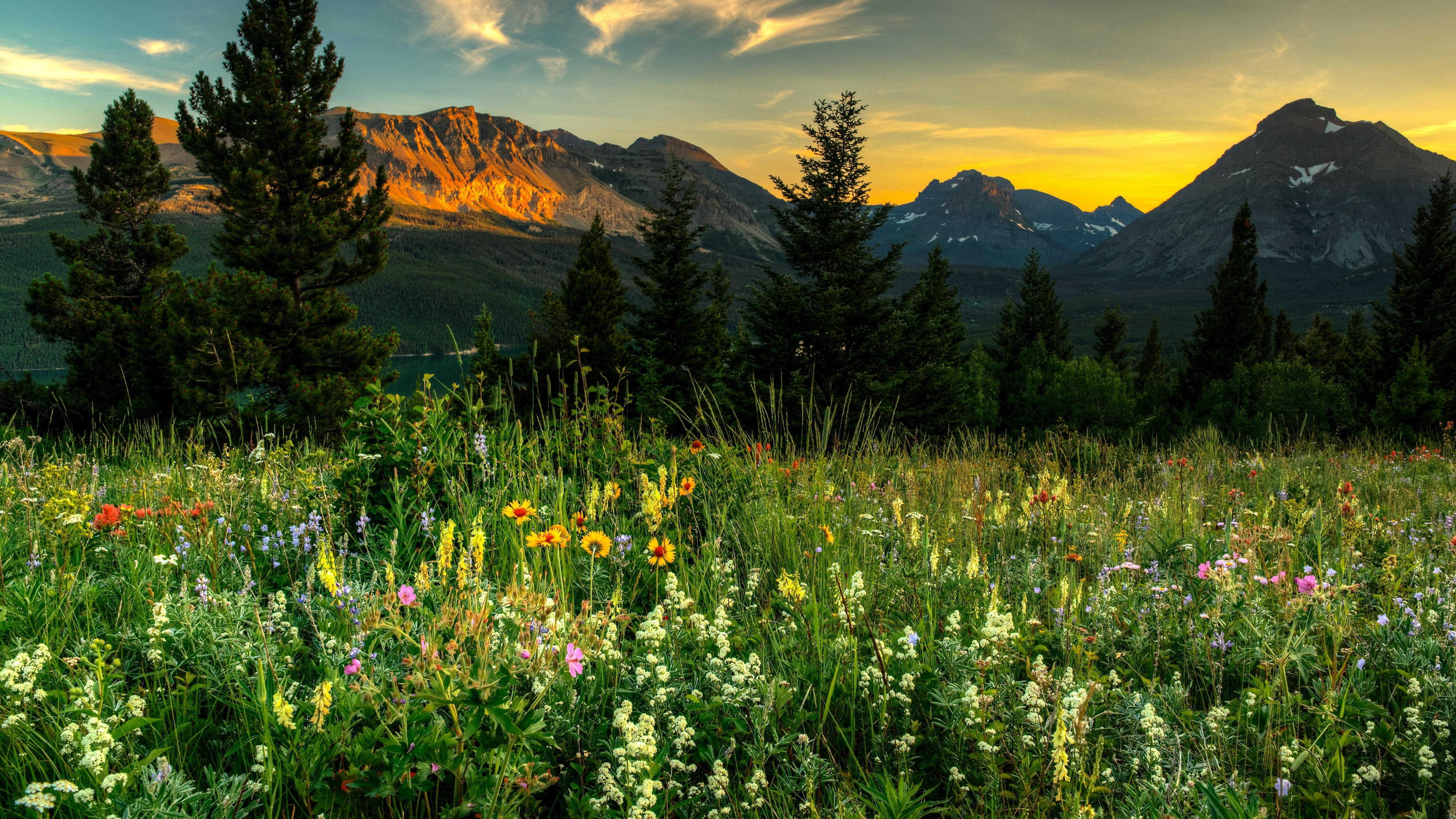 5k, spring, wildflower, 5K, mountain, 5k uhd, field, springtime, landscape, grass, flower, nature, morning, wilderness, flower field, beautiful, sky, forest, HD Wallpaper