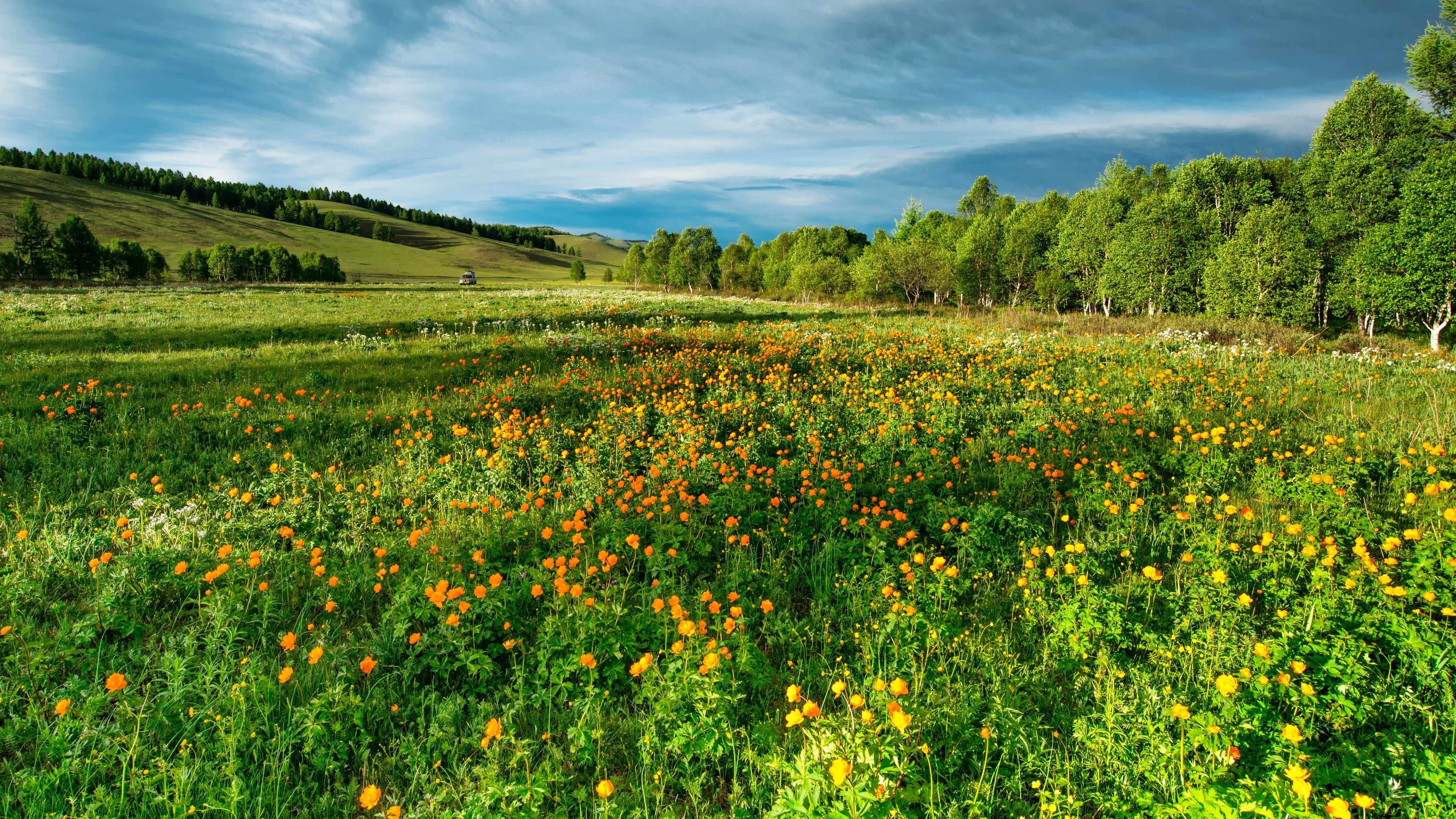 grass, meadow, wildflower, grassland, sky, summer landscape, flower, 5K, 5k, field, 5k uhd, hill, flower field, summer, HD Wallpaper
