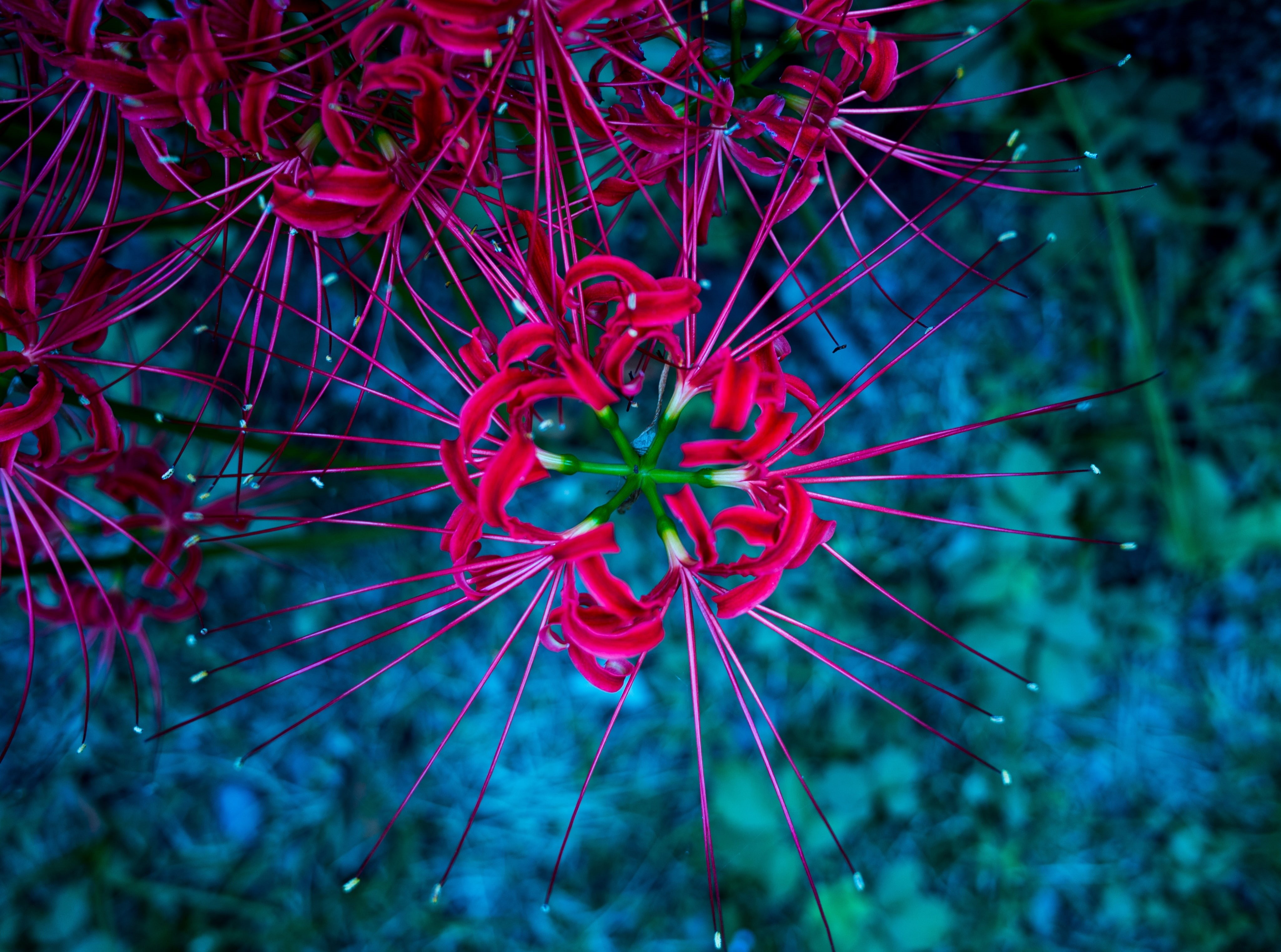 vulnerability, inflorescence, flower, cluster, spider, growth, plant stem, flowering plant, selective focus, focus on foreground, cluster amaryllis, close-up, HD Wallpaper