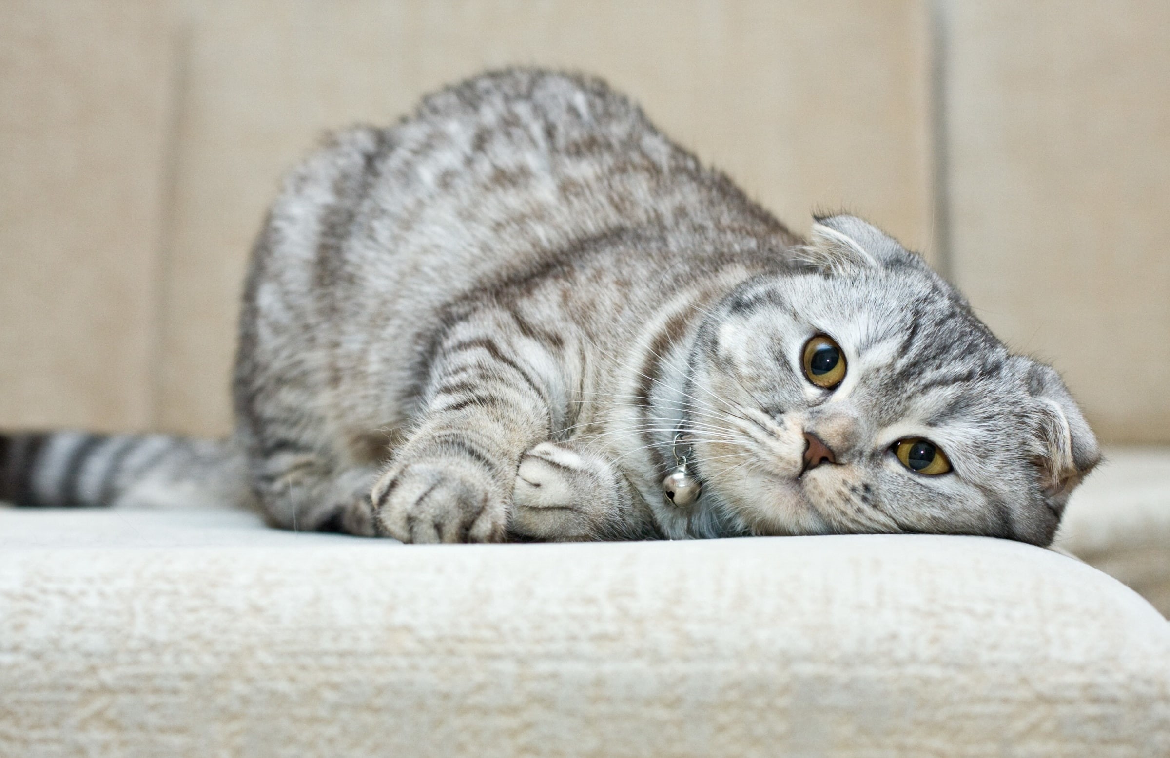 Scottish fold, 1080P, cat, breed, HD Wallpaper