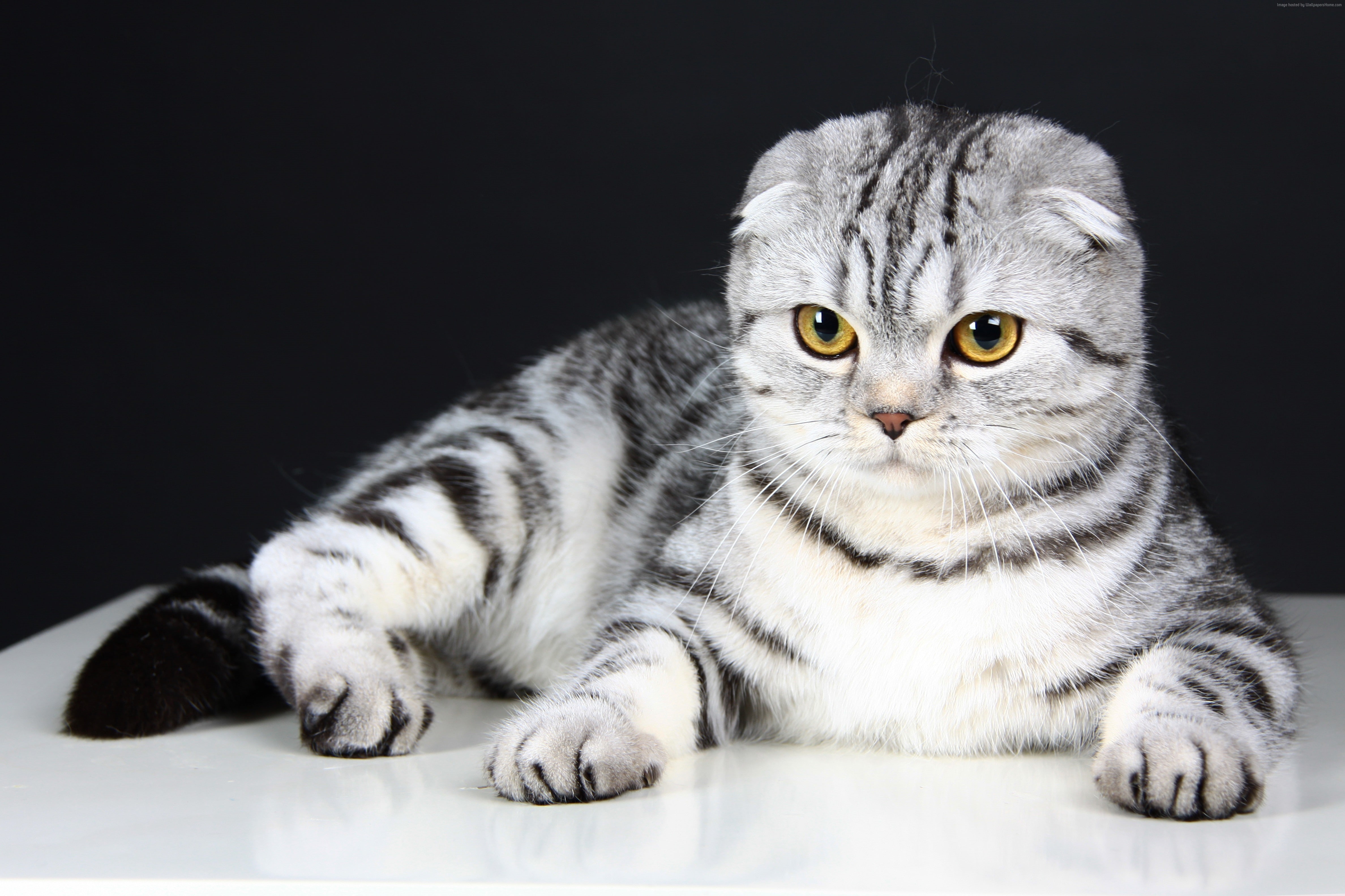 Cat, eyes, cute, 4K, wool, gray, animal, pet, Scottish Fold, kitten, HD Wallpaper