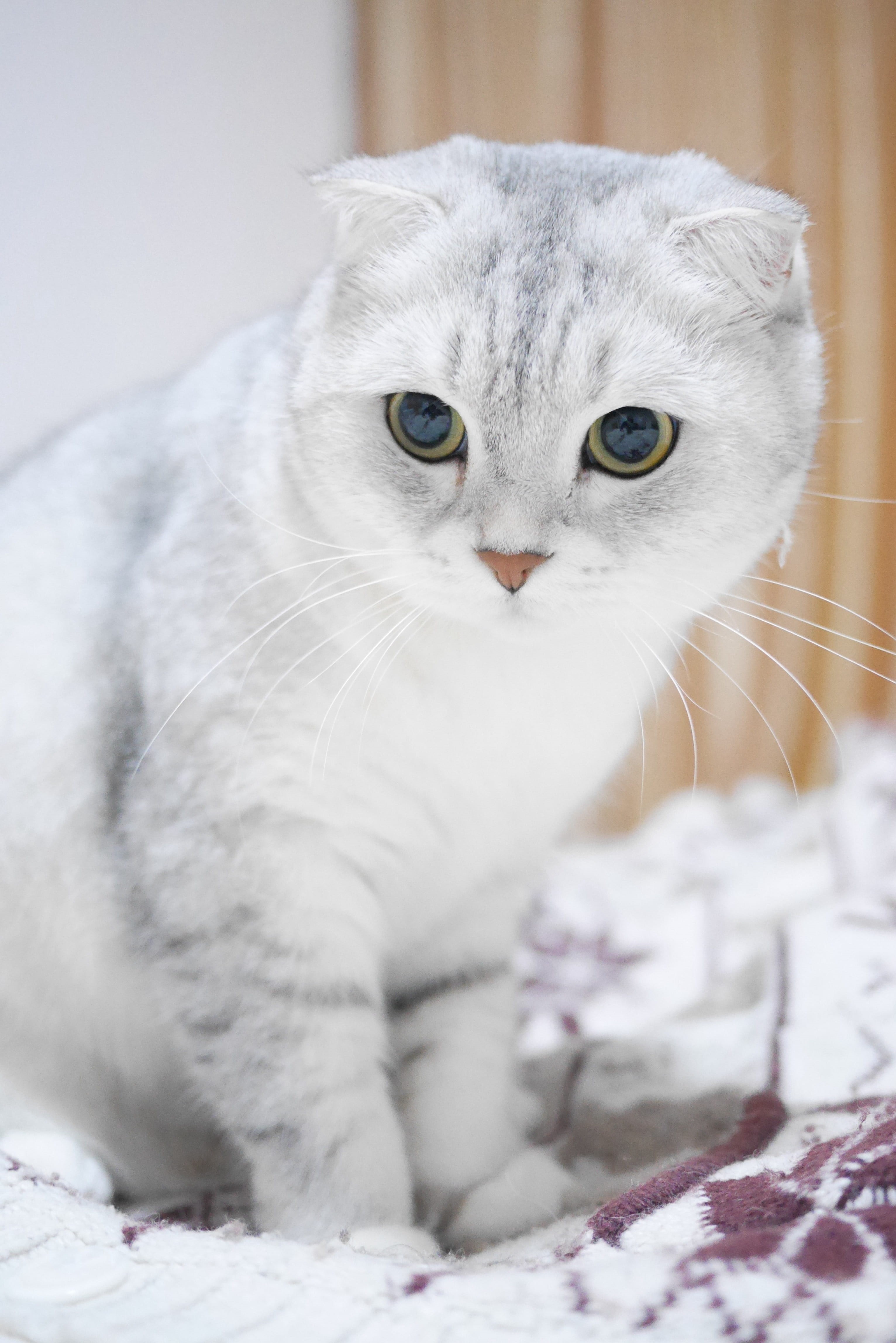 vertebrate, scottish fold cats, gradient color, looking at camera, whisker, blue, close-up, pets, animal head, no people, domestic animals, mammal, domestic cat, Phone HD Wallpaper