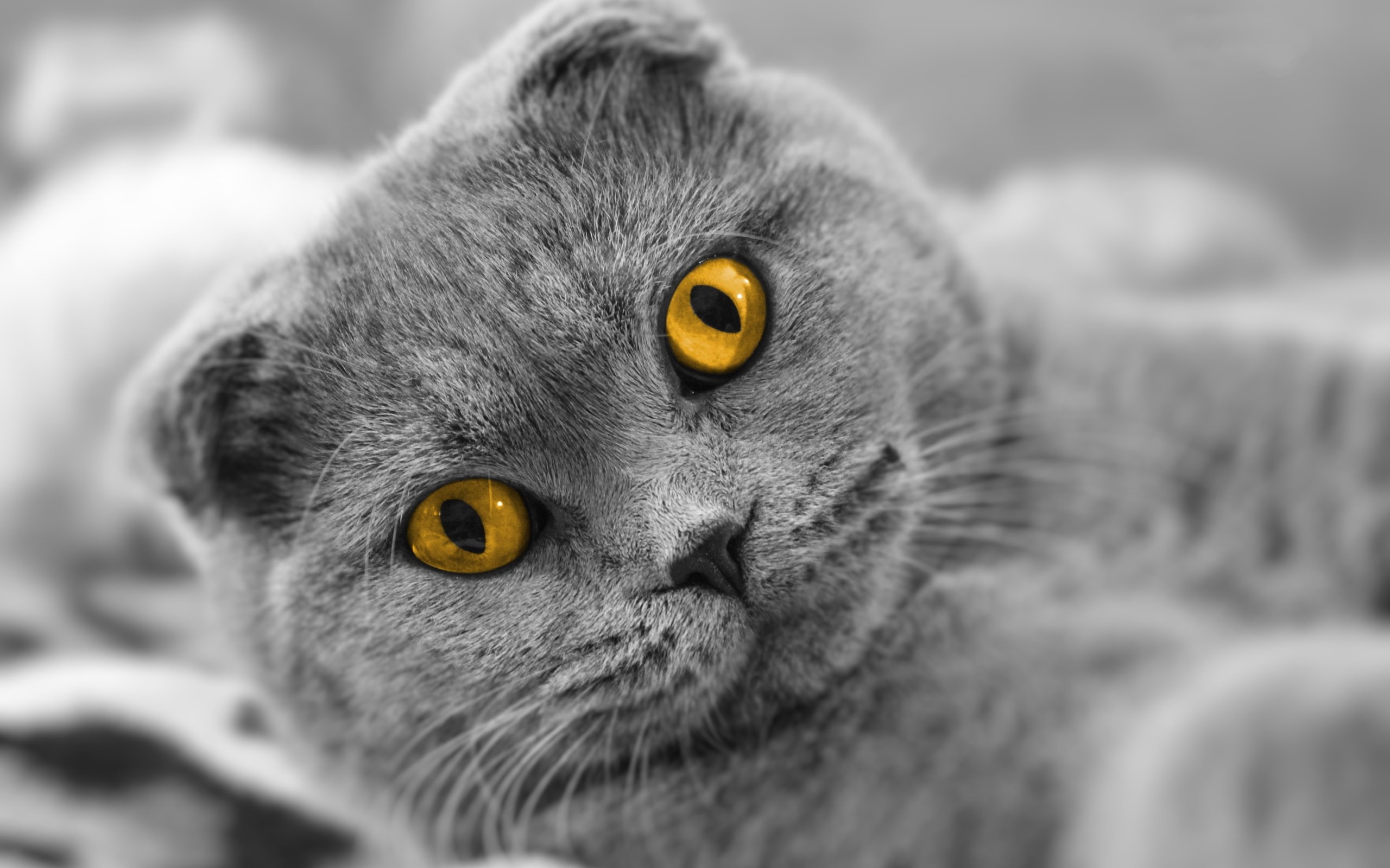 2K, Cat, Yellow, Fold, Eyes, Scottish, HD Wallpaper