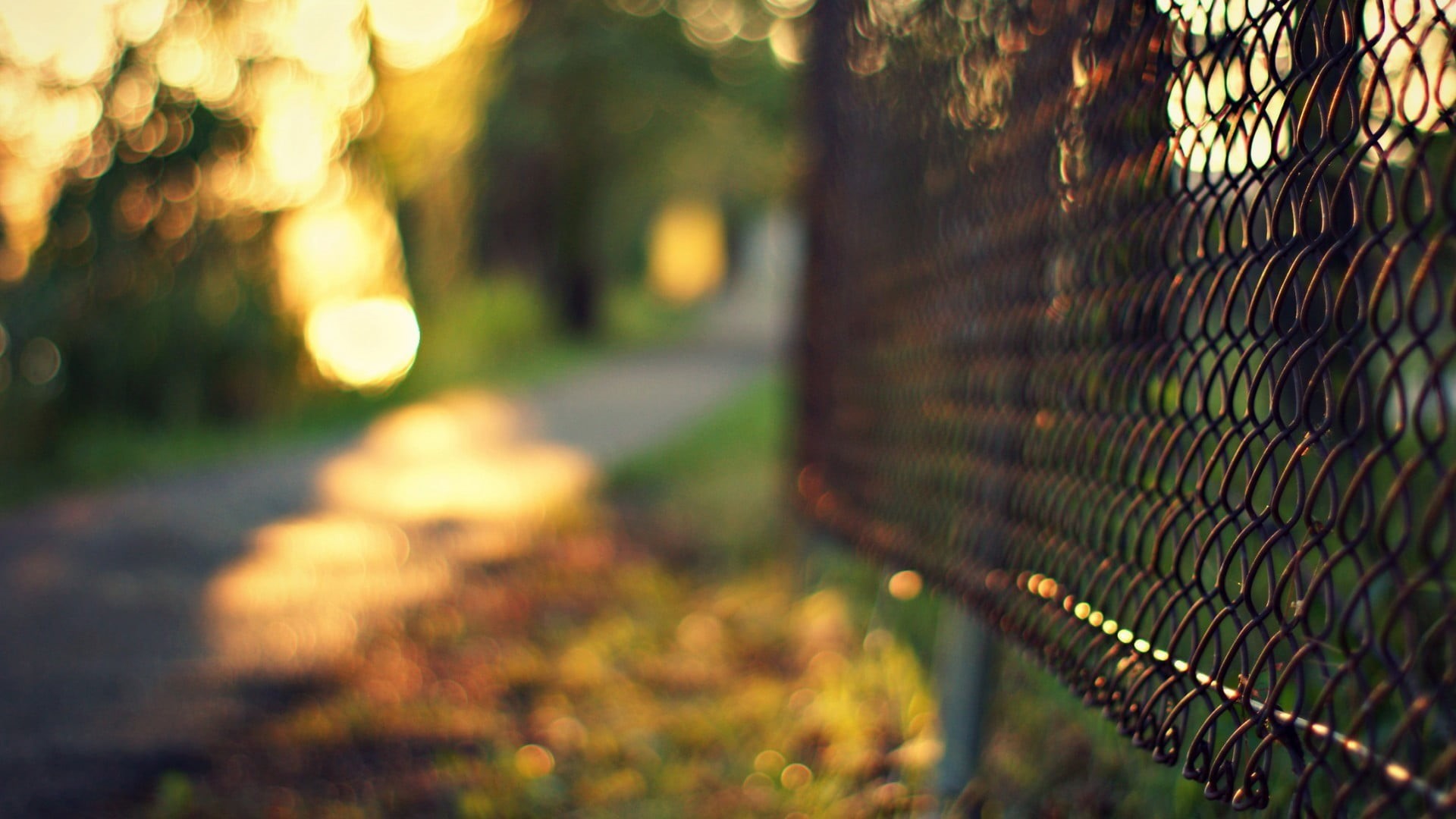 close-up, safety, focus on foreground, autumn, light - Natural Phenomenon, barrier, fence, green, plant, selective focus, sunlight, wire, wire mesh, depth of field, HD Wallpaper