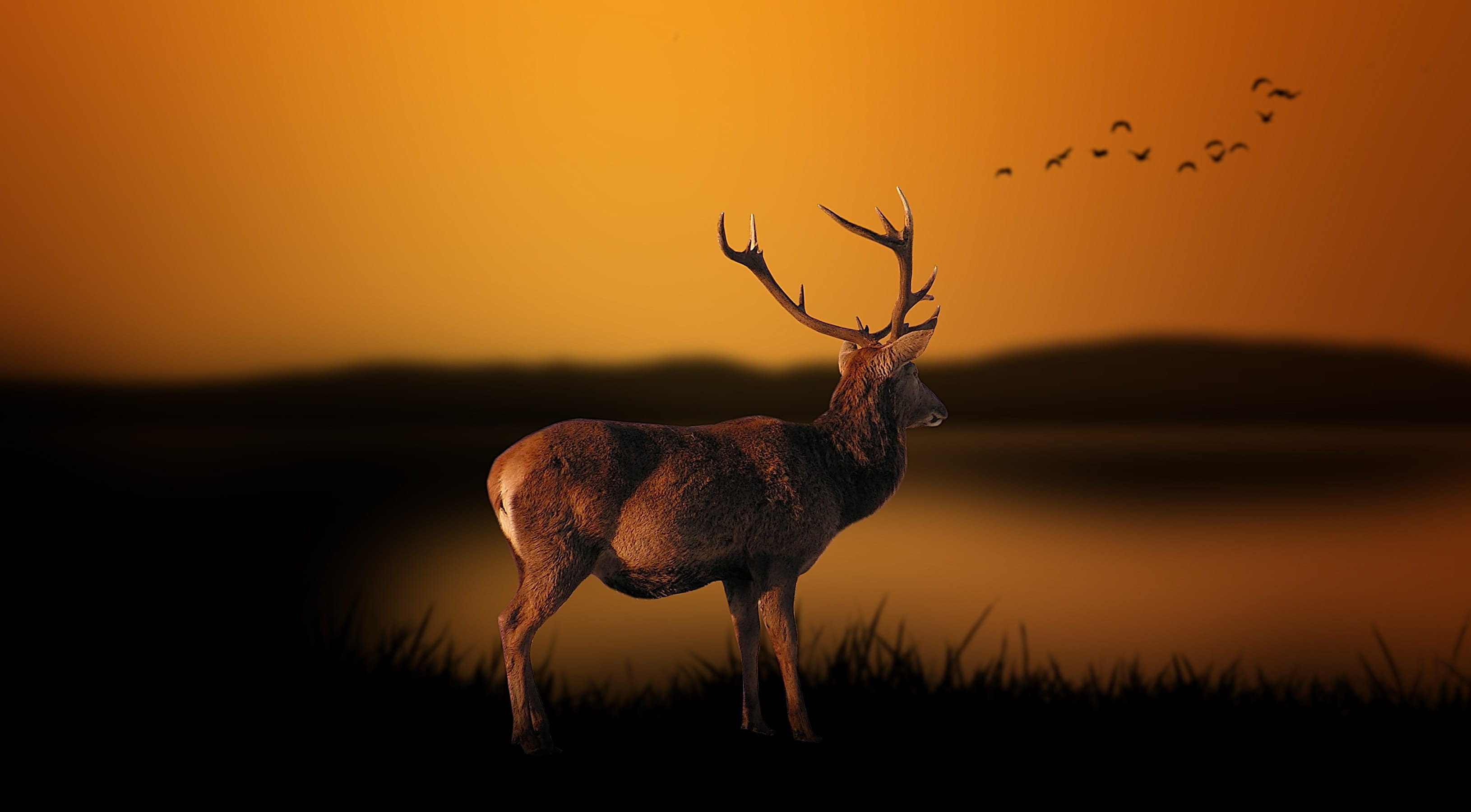 selective, Deer, animal, landscape, full length, natural, water, orange, focus, animals, autumn, standing, orange color, mammal, sky, silhouette, Landscape, HD Wallpaper