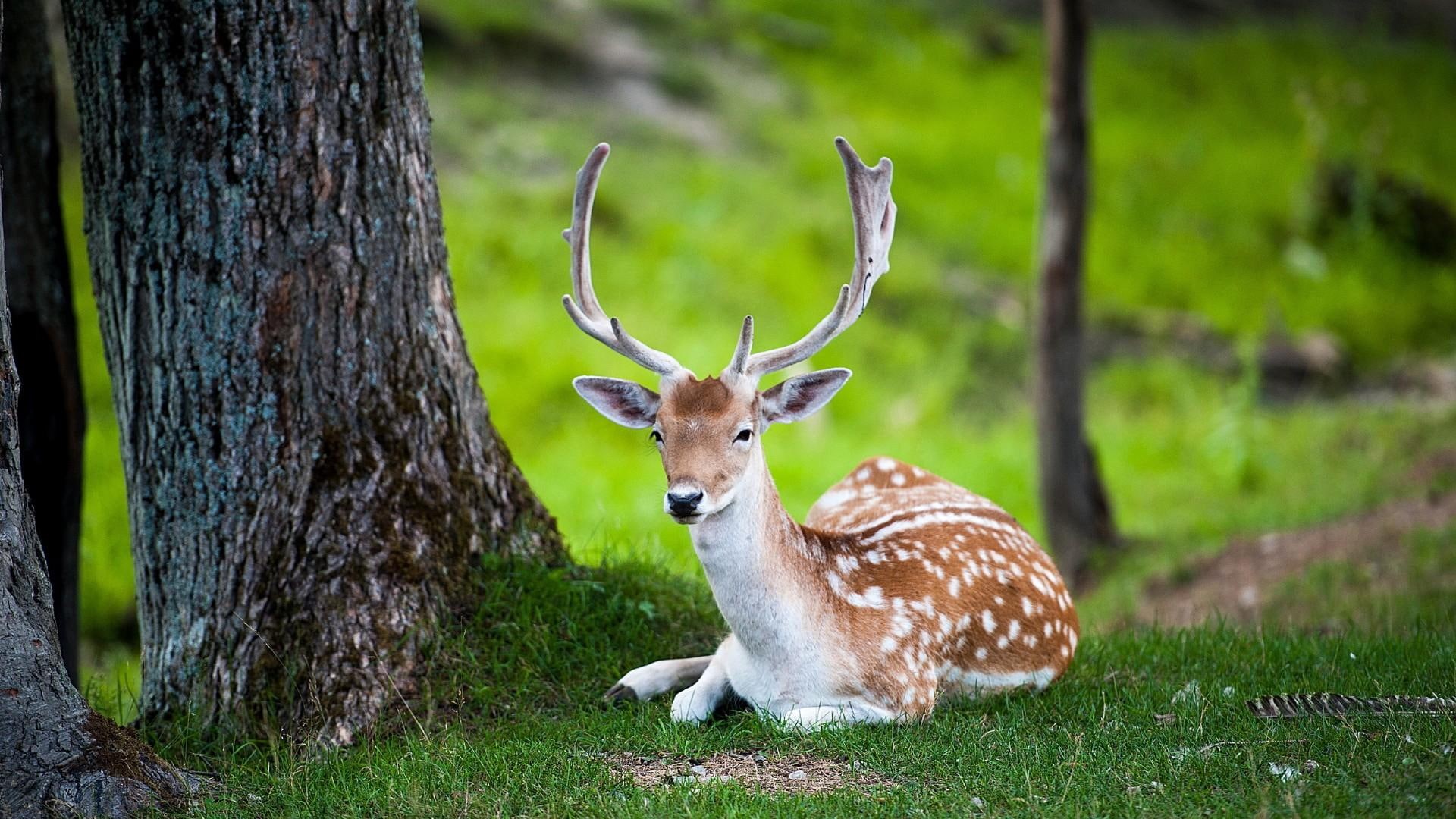 forest, wildlife, buck, ruminant, mammal, antlers, 1080P, deer, fawn, HD Wallpaper