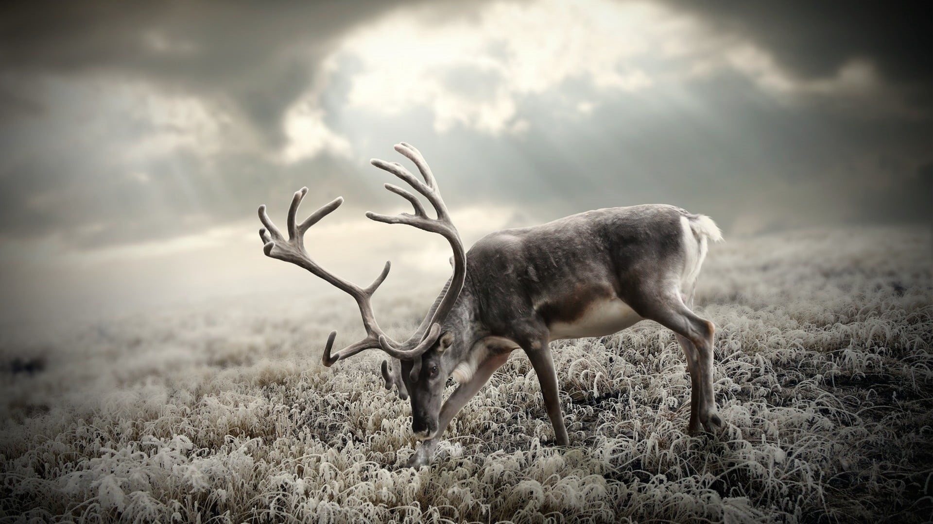 one animal, land, forest, sky, reindeer, winter, wildlife, walking, cloud - Sky, no People, buck, deer, plant, animals In The Wild, domestic animals, animal, HD Wallpaper