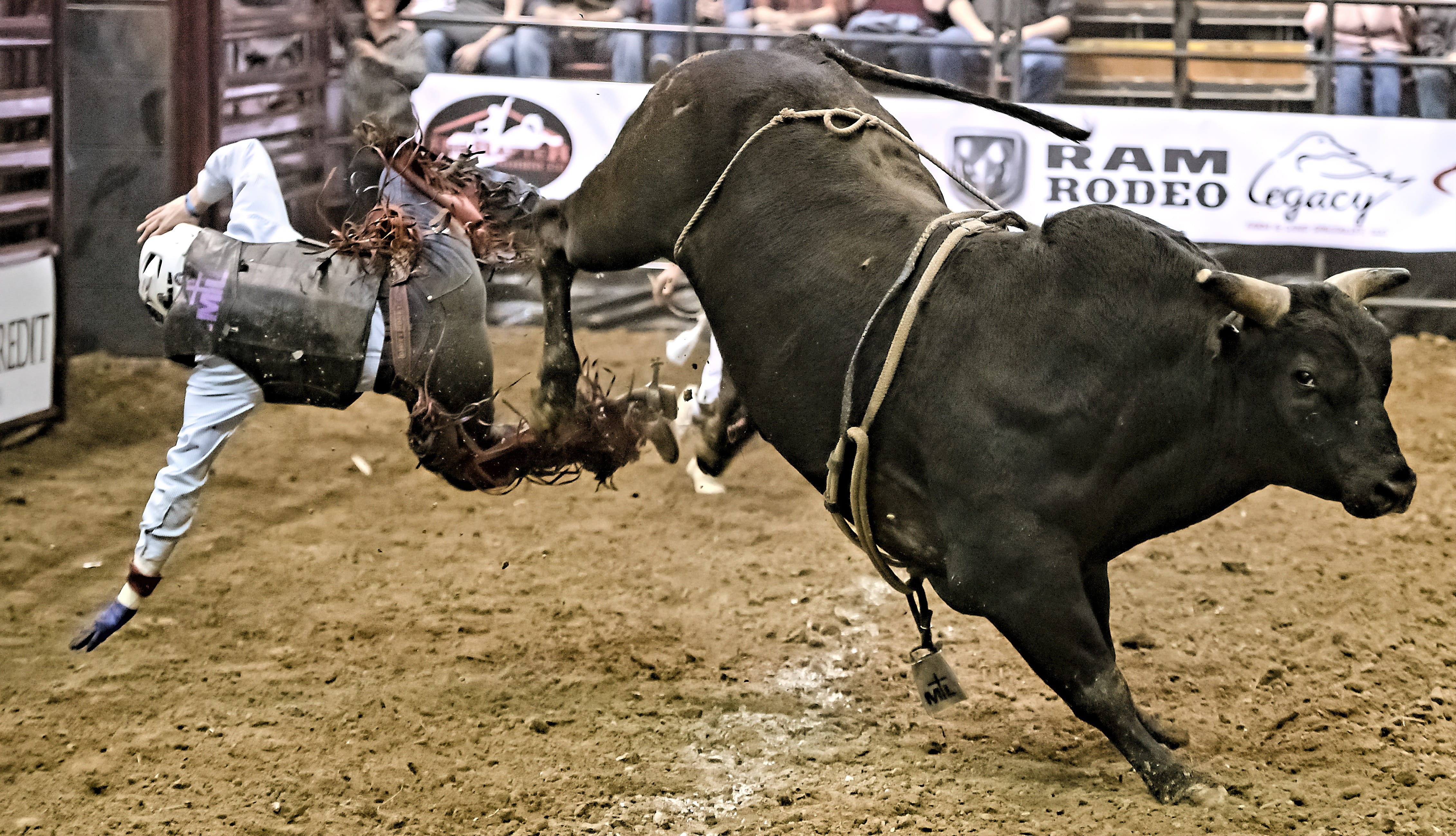 danger, animal wildlife, land, animal themes, 4K, outdoors, bull, bucking, cowboy, group of animals, livestock, competition, focus on foreground, bull riding, HD Wallpaper