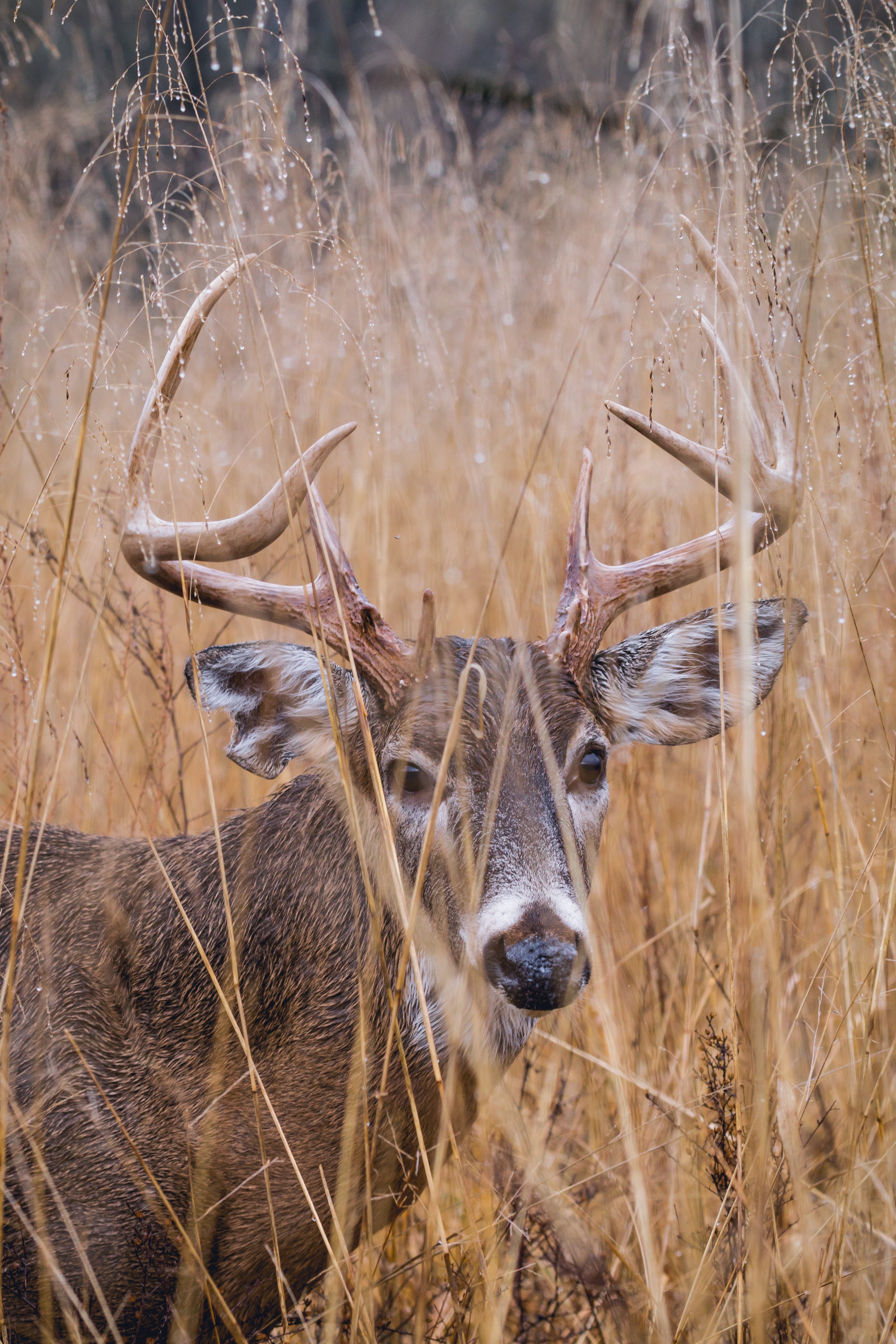 mammal, vertebrate, plant, animal head, animals, no people, outdoors, herbivorous, cades cove, united states, one animal, grass, 5K, wildlife, deer, buck, Phone HD Wallpaper