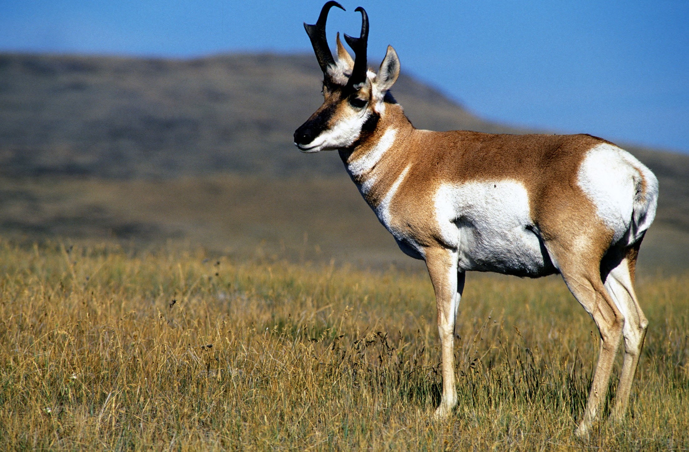 bighorn, horned, U.S. Fish and Wildlife Service, brown, Pronghorn, Montana, nature, outdoors, FWS, mammal, National Wildlife Refuge System, grass, 1080P, HD Wallpaper