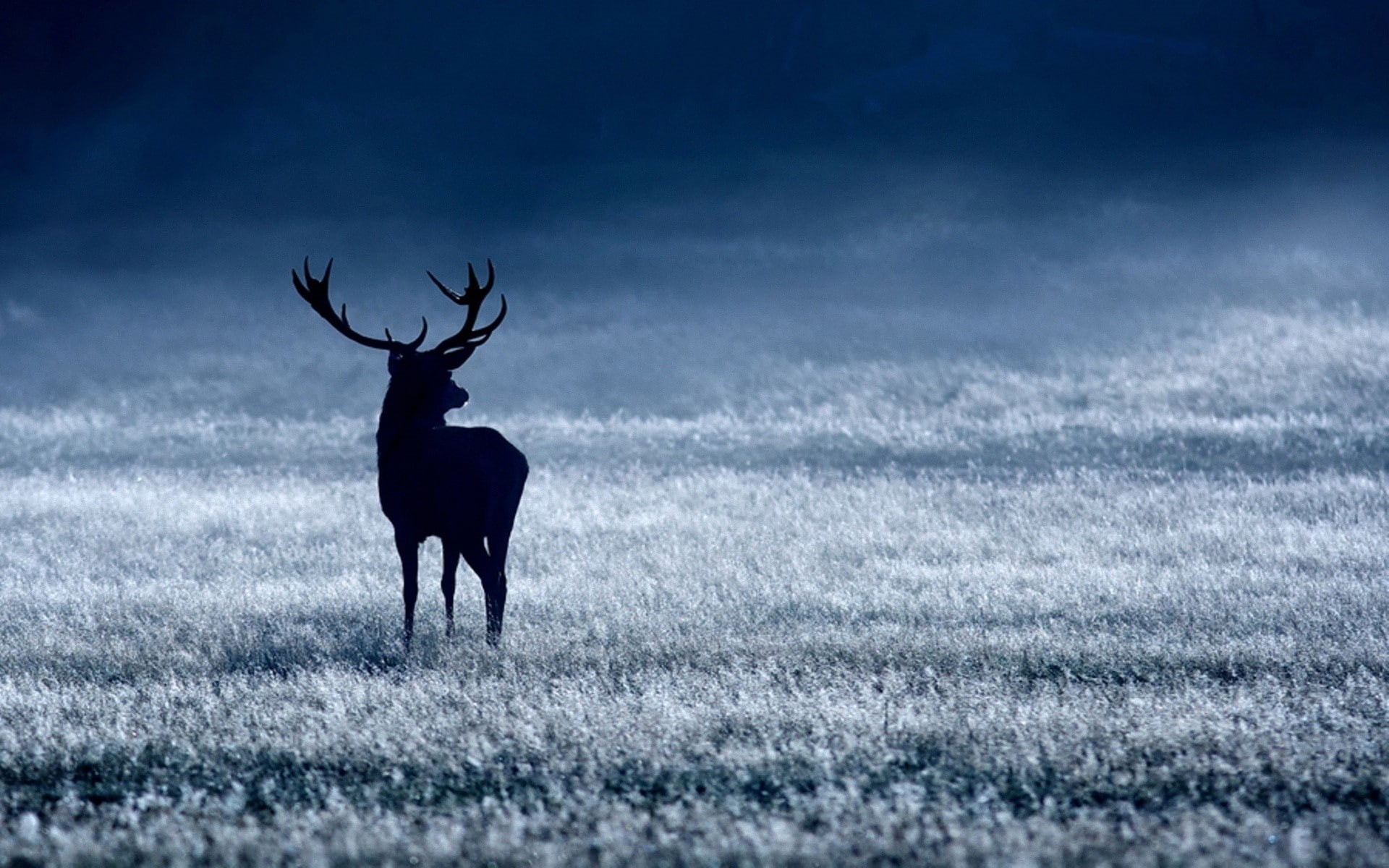 1080P, hd, animals, buck, deer, HD Wallpaper