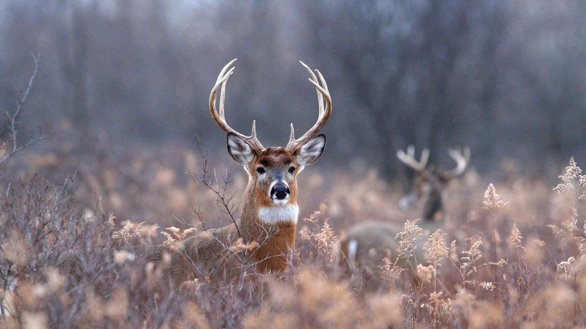 1080P, deer, hd, buck, animals, HD Wallpaper