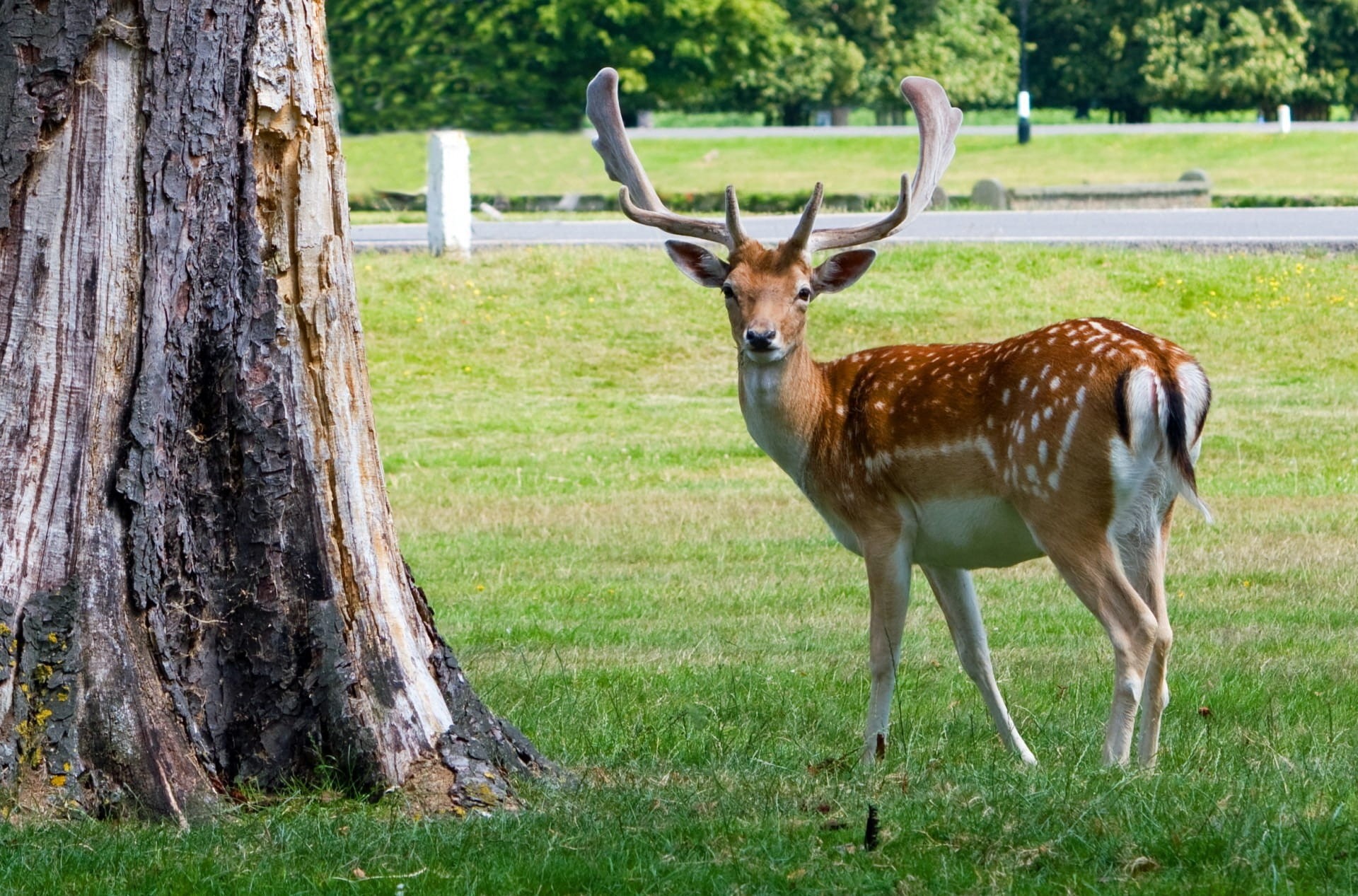 field, animal wildlife, outdoors, one animal, beautiful, tree trunk, herbivorous, tree, nature, wildlife, animals in the wild, animal, countryside, plant, HD Wallpaper