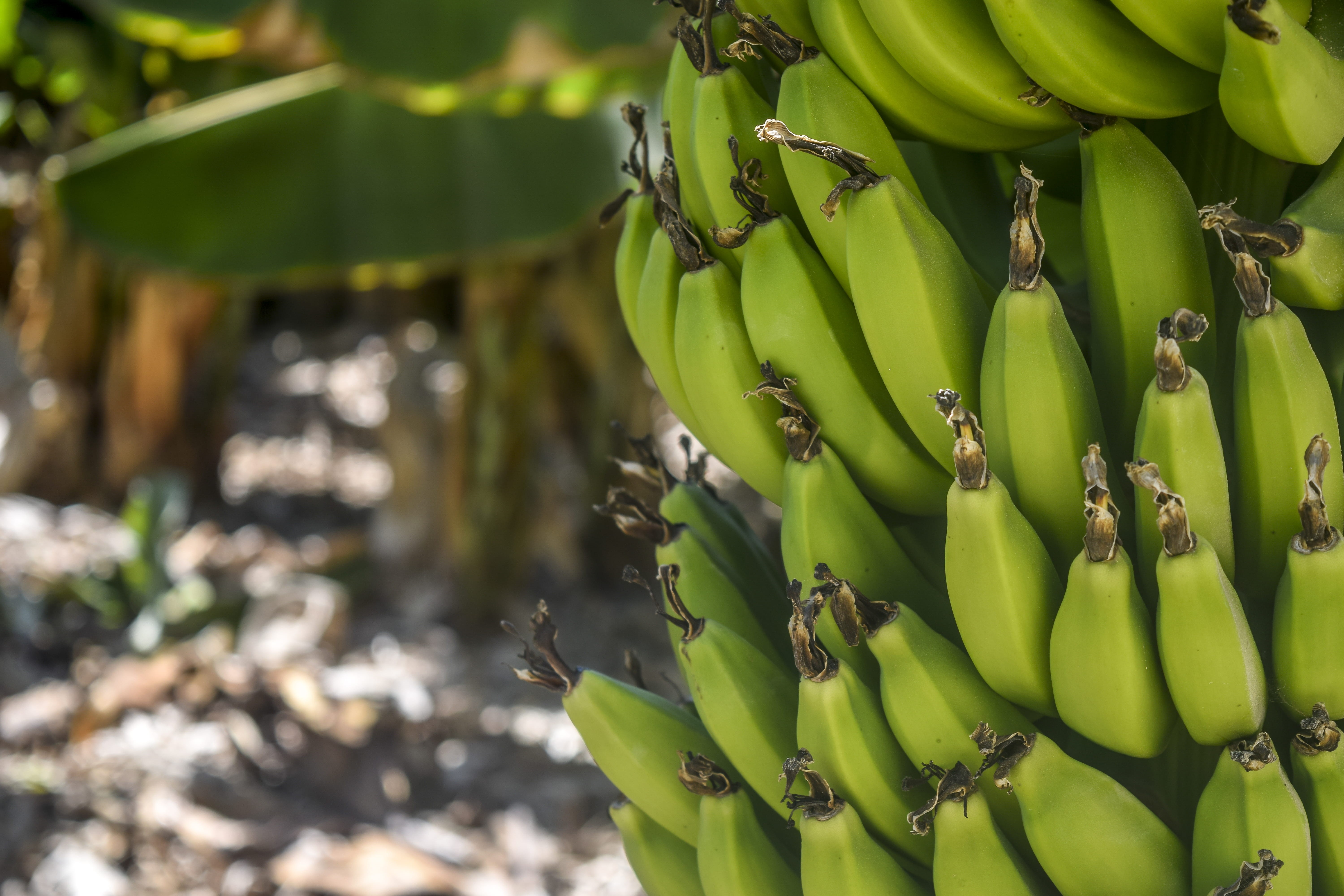 outdoors, freshness, pasture, no people, focus on foreground, grow, plant, close-up, food and drink, healthy eating, hanging, banana, macro, nature, banana tree, HD Wallpaper