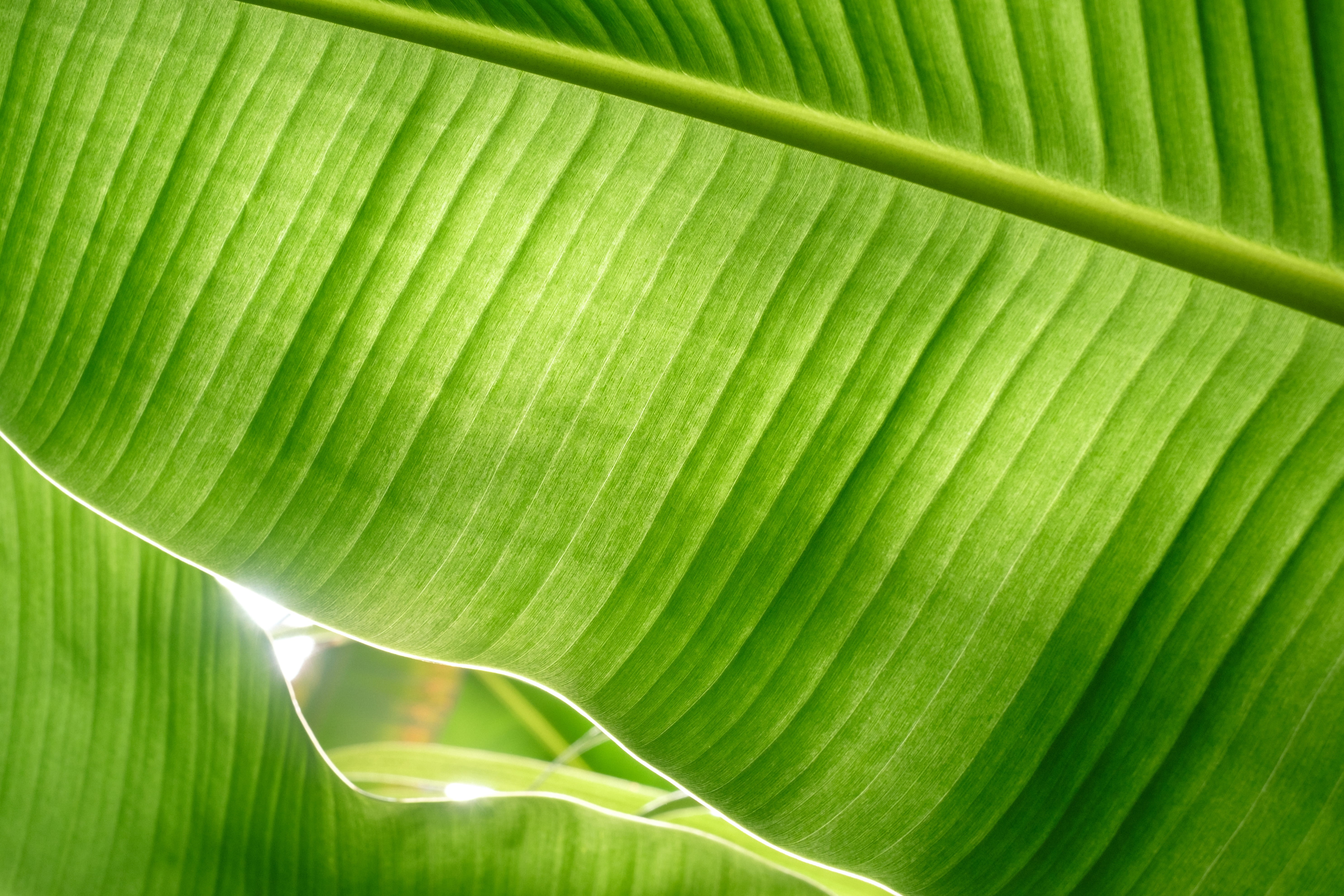 full frame, abstract backgrounds, palm tree, tropic, green color, plant part, palmtree, foliage, backlit leaf, banana, greenhouse, green, no people, leaf vein, HD Wallpaper