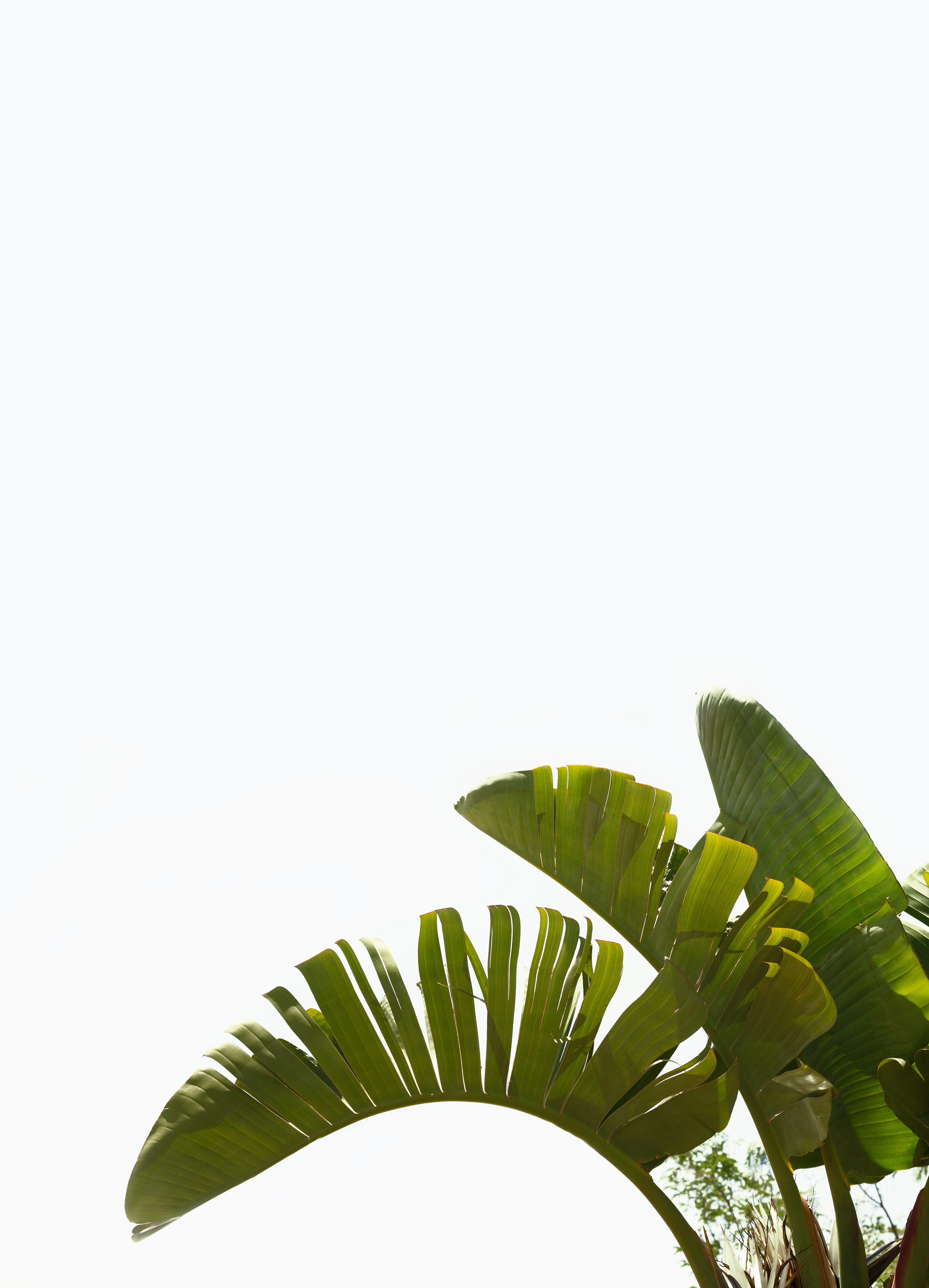 day, indoors, sky, minimalist, freshness, no people, plants, leaves, plant part, banana, close-up, growth, palm tree, beauty, leaf, palm leaf, plant, healthy lifestyle, Phone HD Wallpaper