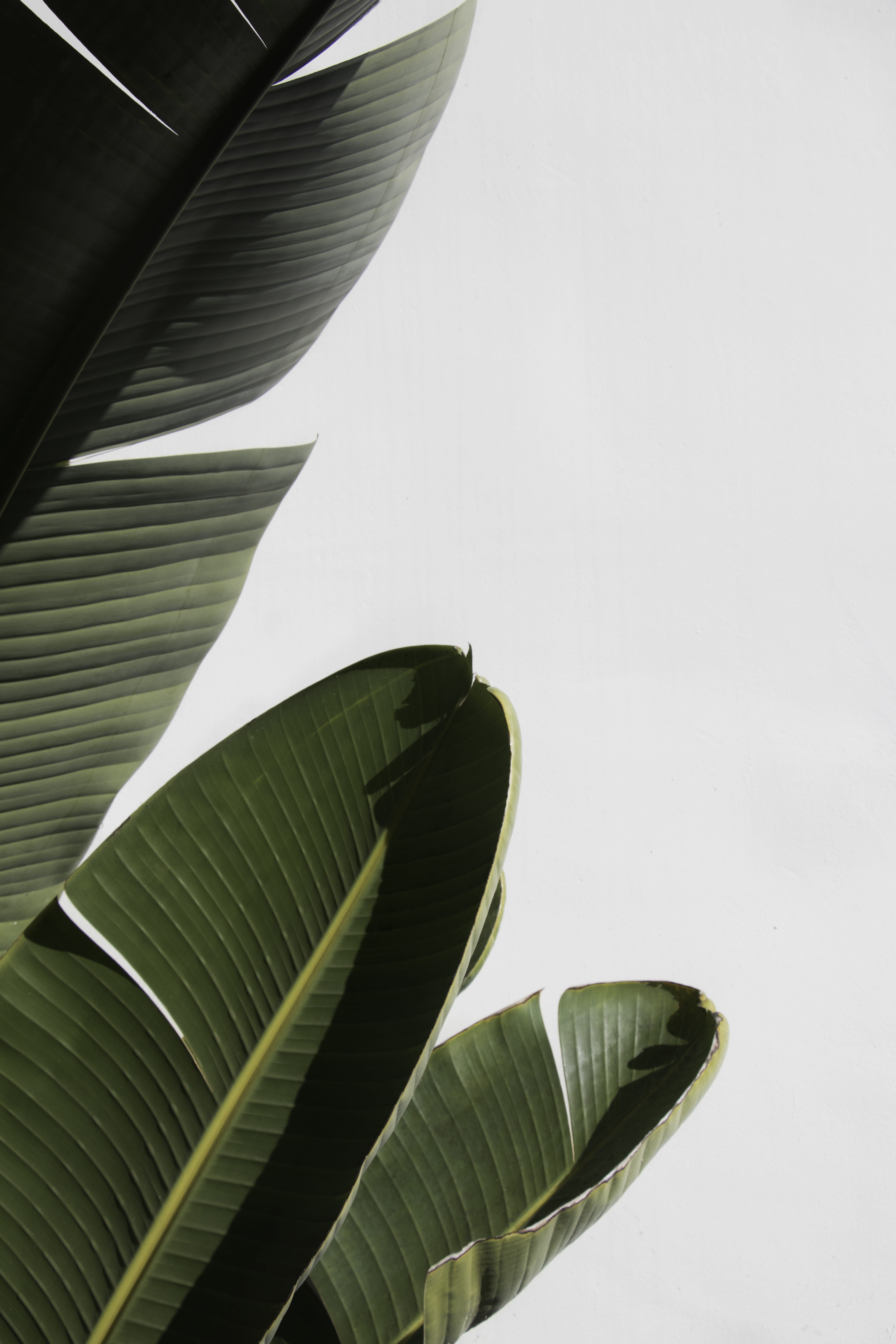banana tree, color, veins, day, banana leaf, annonaceae, tree, no people, pattern, beauty in nature, flower, santa barbra, plant part, nature, plant, usa, Phone HD Wallpaper