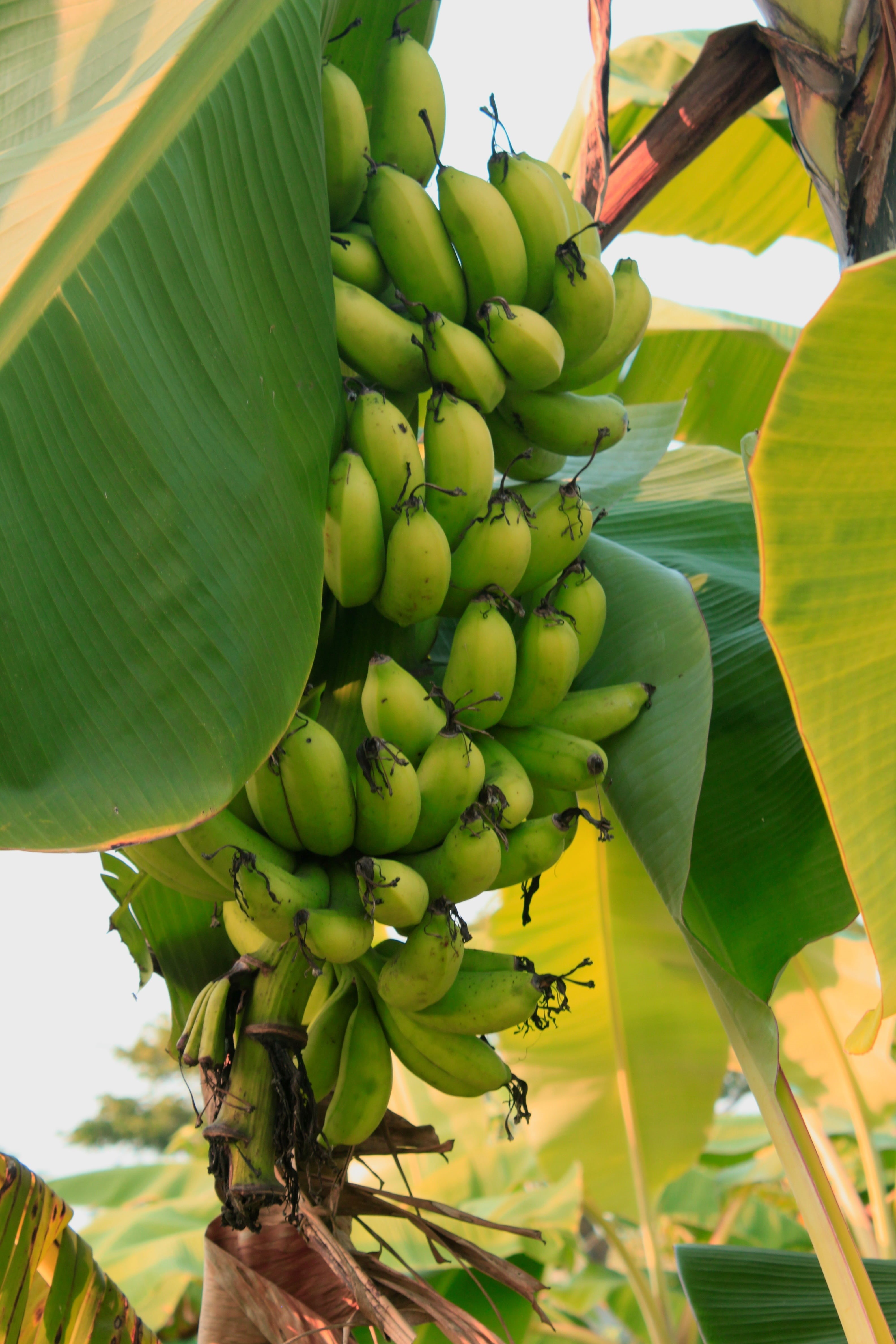 outdoors, banana tree, flower, leaves, fisherman, rural, plant, canal, food and drink, agriculture, bangladesh, village, tree, food, banana, green color, Phone HD Wallpaper