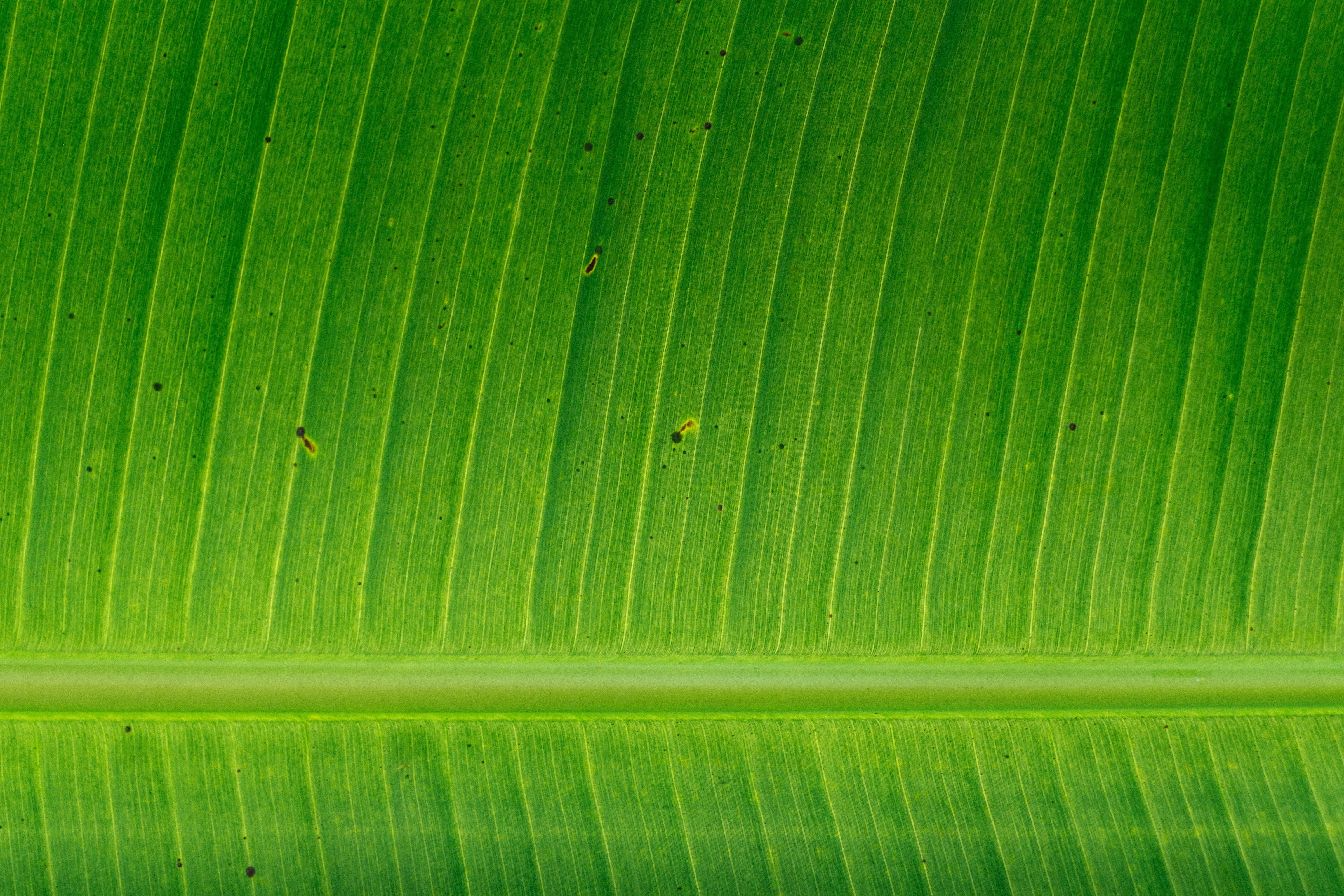 leaf, full frame, day, tree, plant part, vein, palm leaf, plant, textured, natural pattern, no people, freshness, backgrounds, banana leaf, growth, green color, HD Wallpaper