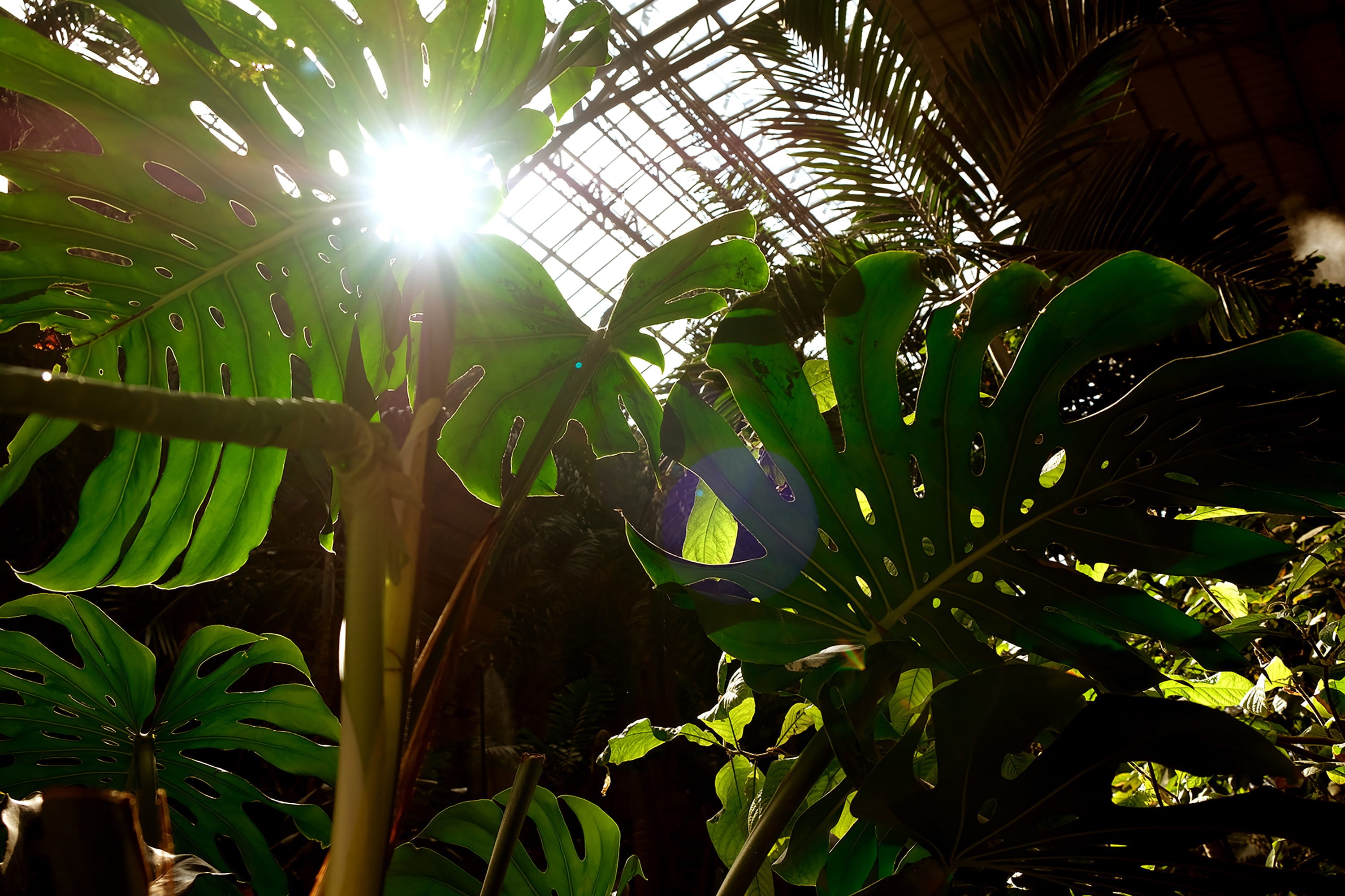 2K, monstera, plant part, garden, palm tree, nature, vegetation, sun, day, building, madrid atocha, jungle, madrid, bright, leaf, land, tropical climate, HD Wallpaper