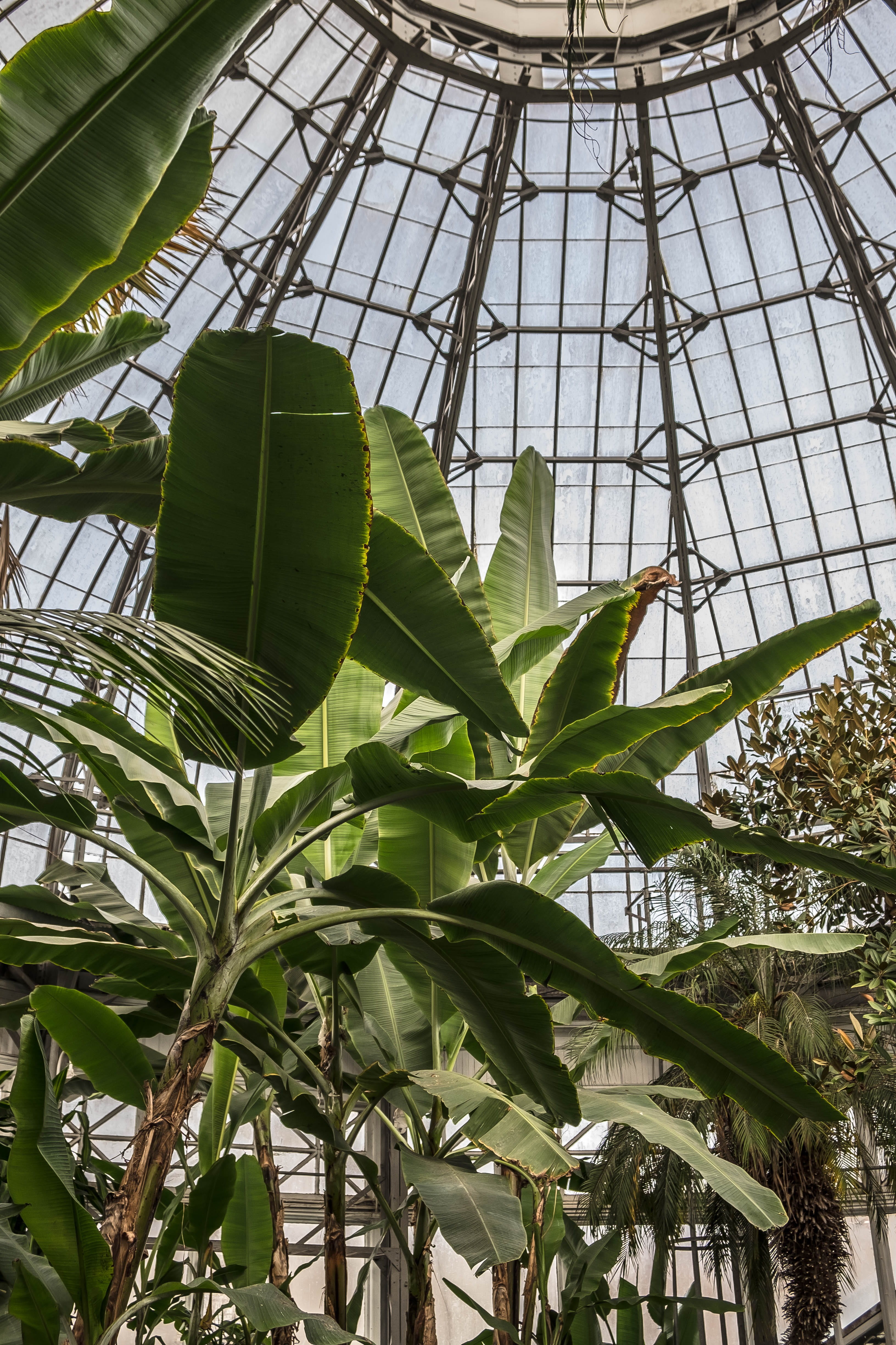 nature, leaf, indoor plant, architecture, palm tree, plant nursery, plants, growth, green, green color, banana tree, low angle view, plant, outdoors, greenhouse, Phone HD Wallpaper