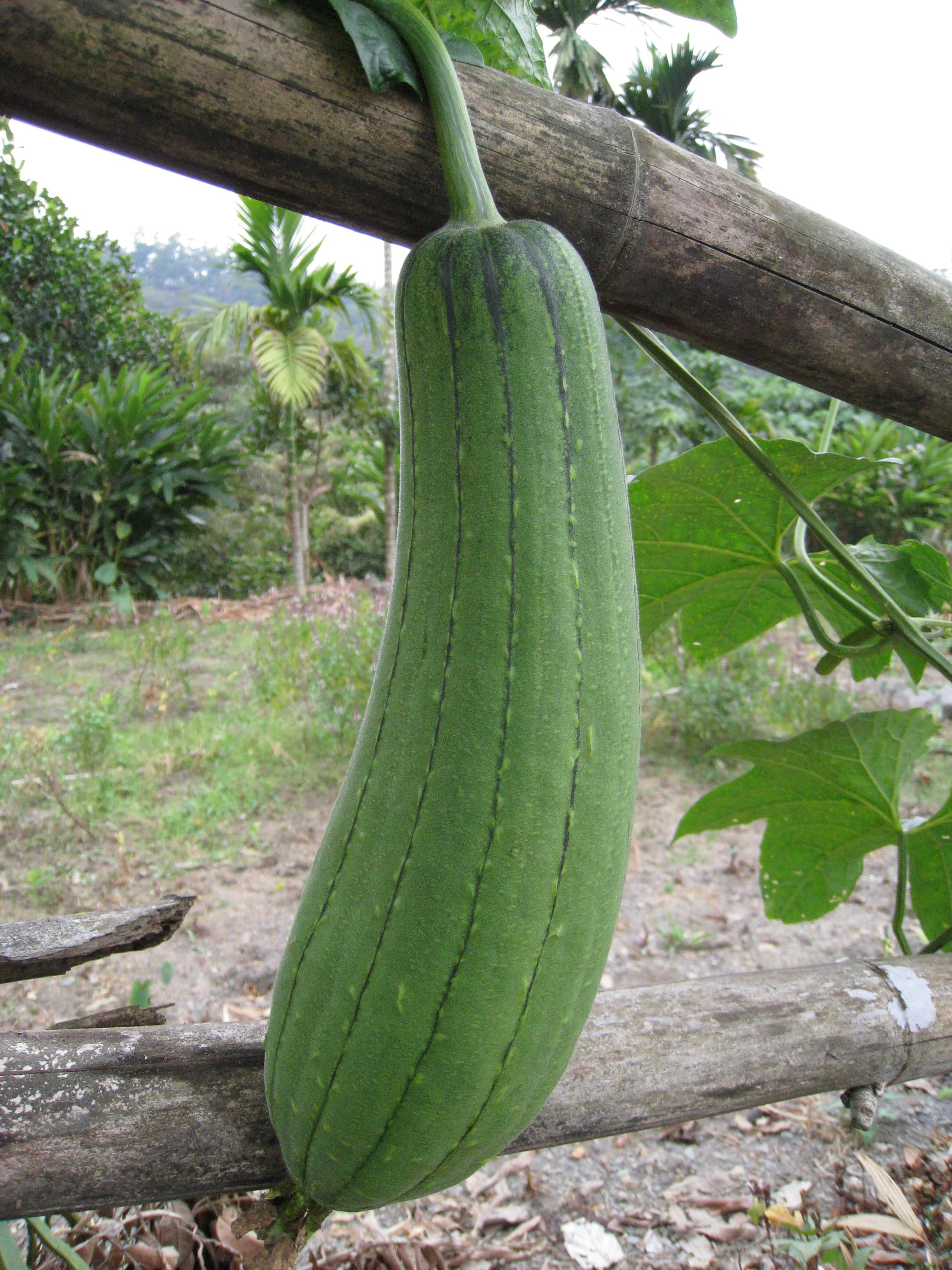 banana, leaf, freshness, field, food and drink, healthy eating, ripe, outdoors, day, green color, land, green, food, nature, growth, snake melon, no people, Phone HD Wallpaper