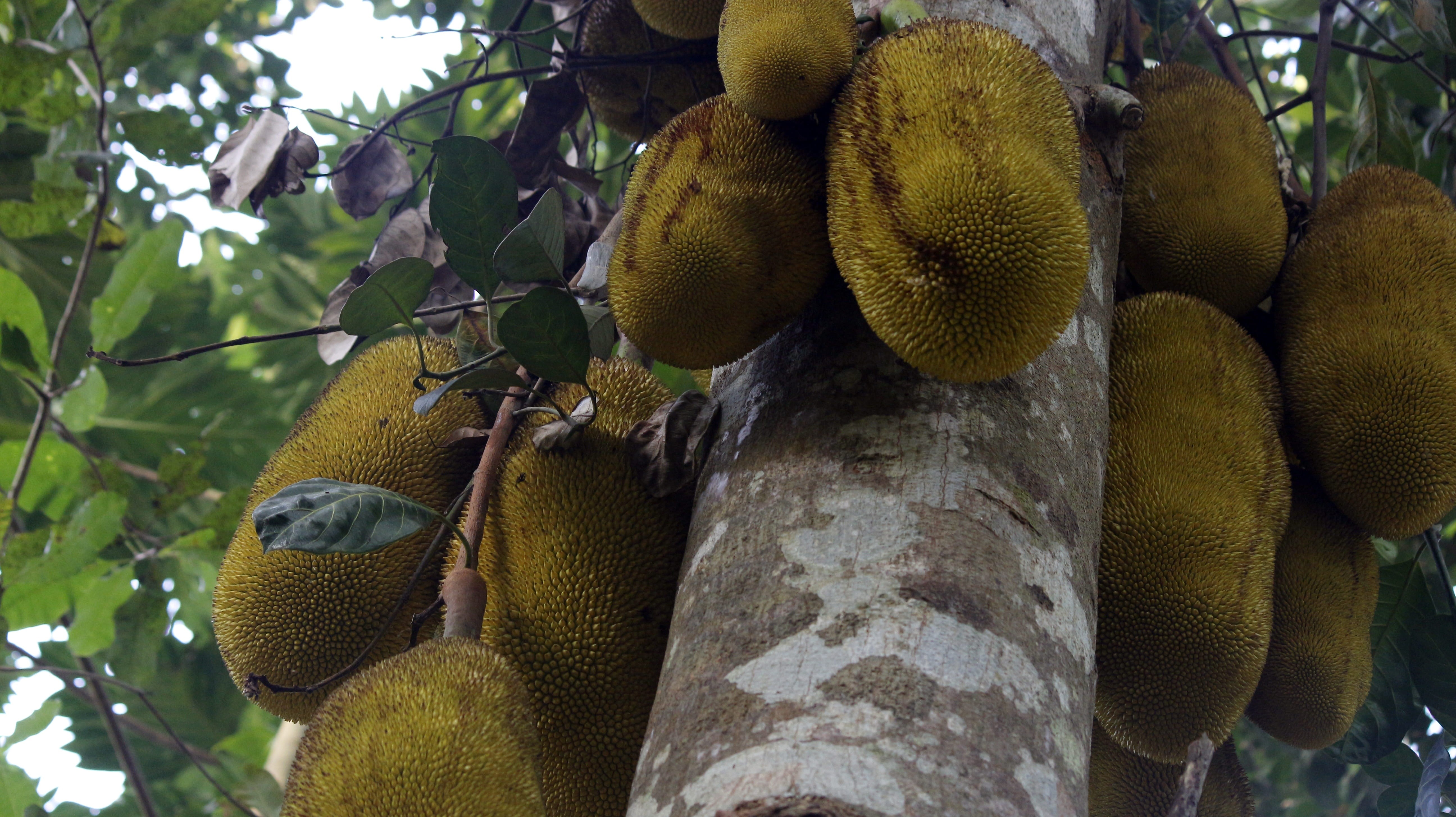 plant, 5K, healthy eating, natural, no people, freshness, dessert, jack-fruit, nutritious, jakfruit, kiwi, agriculture, Food, Tree, kiwi - fruit, vitamin, HD Wallpaper