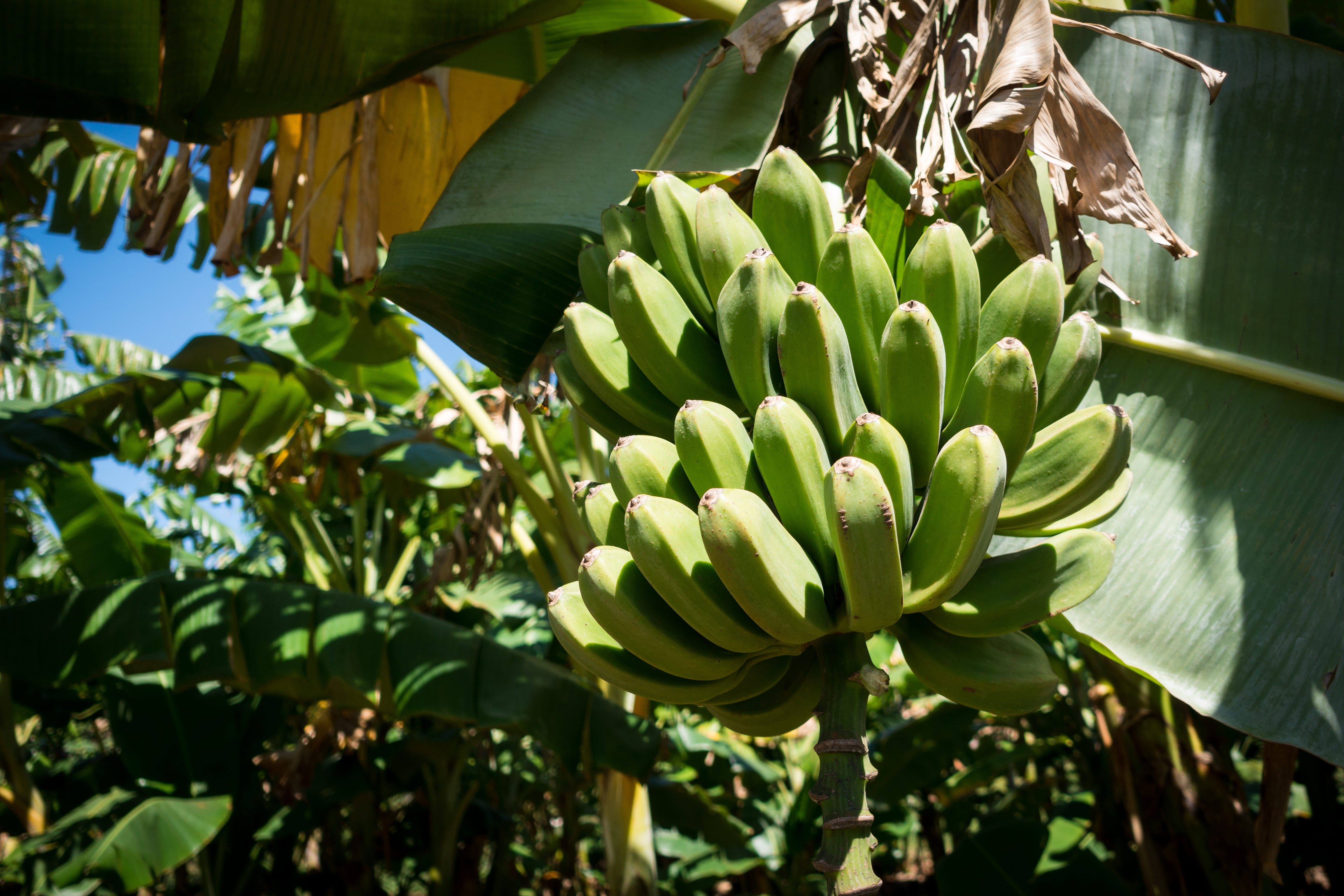 flower, bananas, nature, agriculture, plant, outdoors, tree, growth, day, cuba, focus on foreground, banana tree, food, beauty in nature, green Color, banana, HD Wallpaper