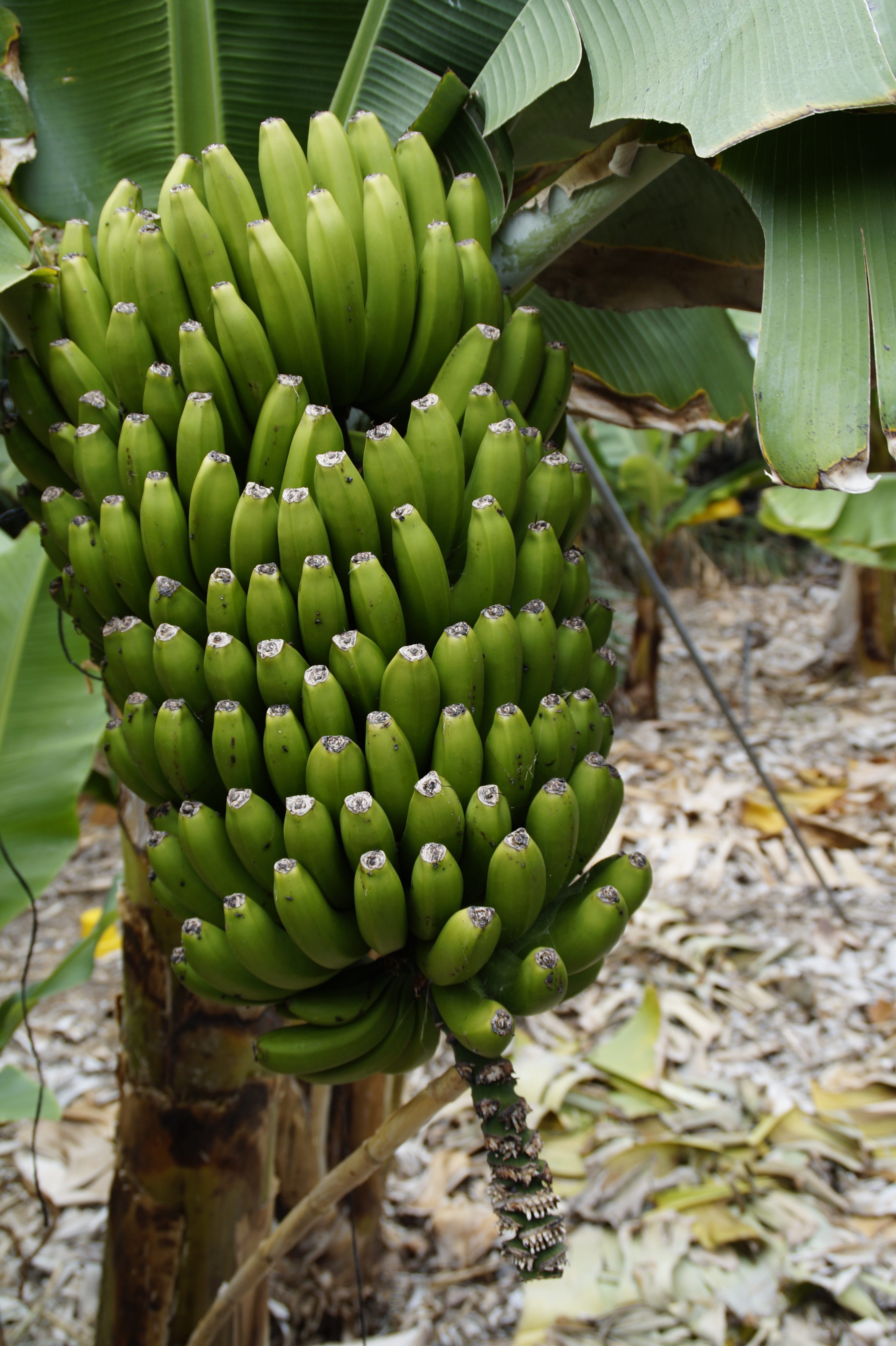 focus on foreground, food and drink, blossom, tropical fruit, bloom, beauty in nature, fruits, green, 5K, asia, healthy eating, hard, plantation, banana cultivation, Phone HD Wallpaper